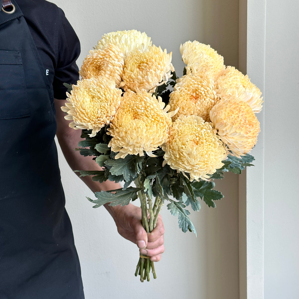 Chrysanthemum Peony - Pastel Peach