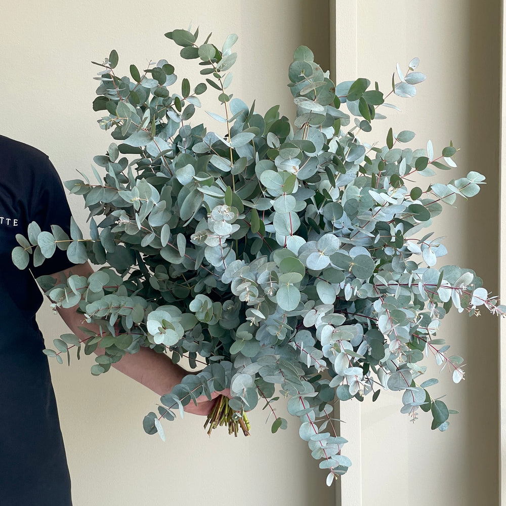 Eucalyptus Cinerea Large