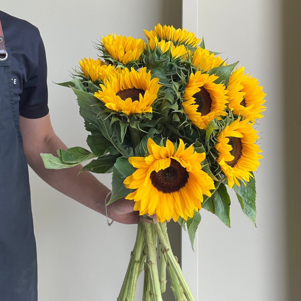 Sunflowers - Sunrich Orange