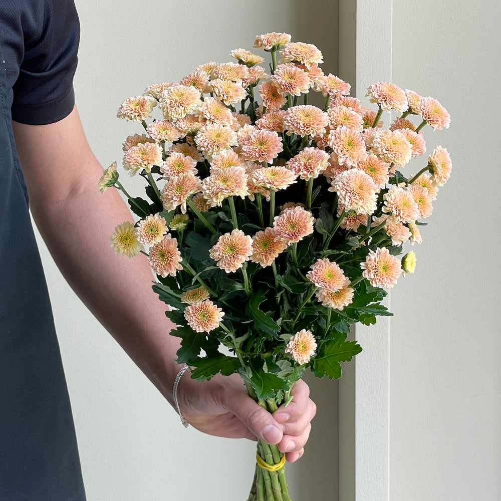 Chrysanthemum Santini - Miller Apricot