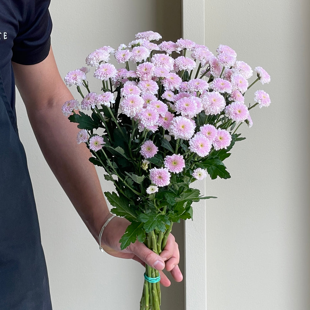 Chrysanthemum Santini - Miller Pearl