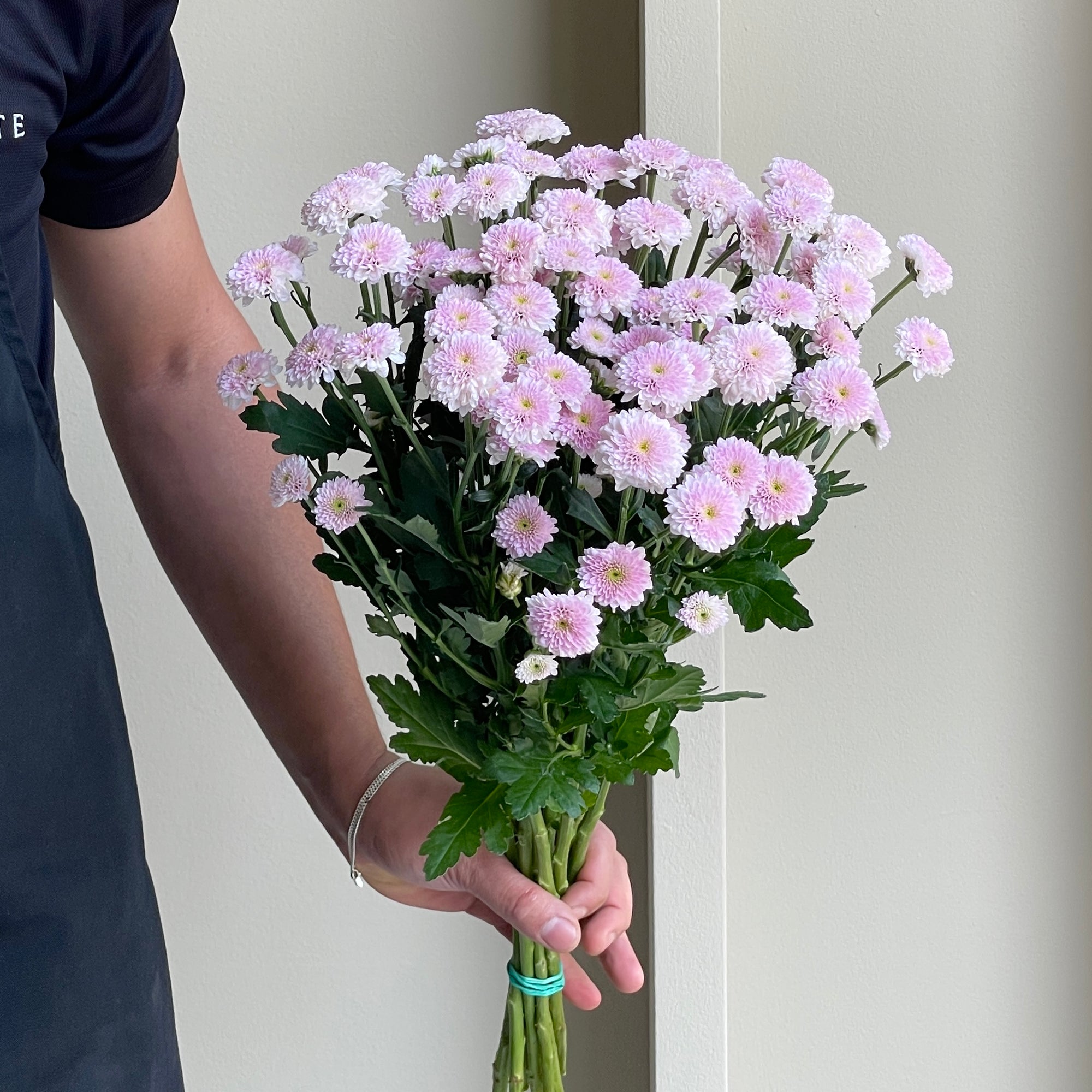 Chrysanthemum Santini - Miller Pearl