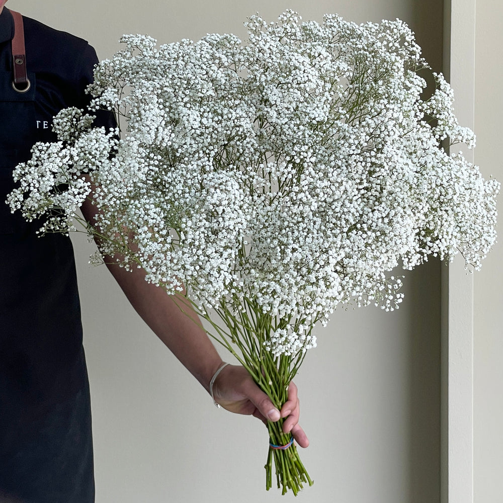 Gypsophilas Excellence White