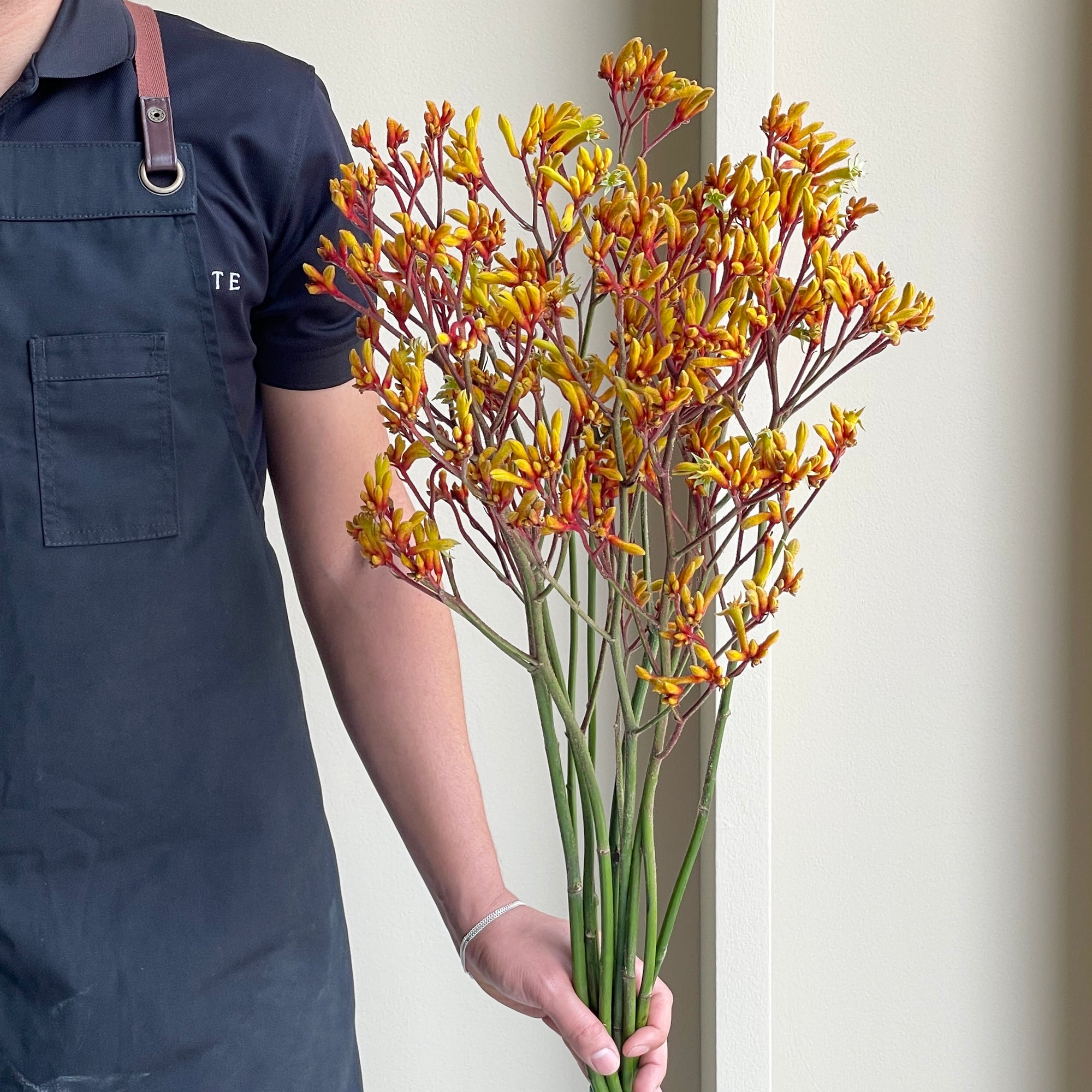 Kangaroo Paws - Gold Fever