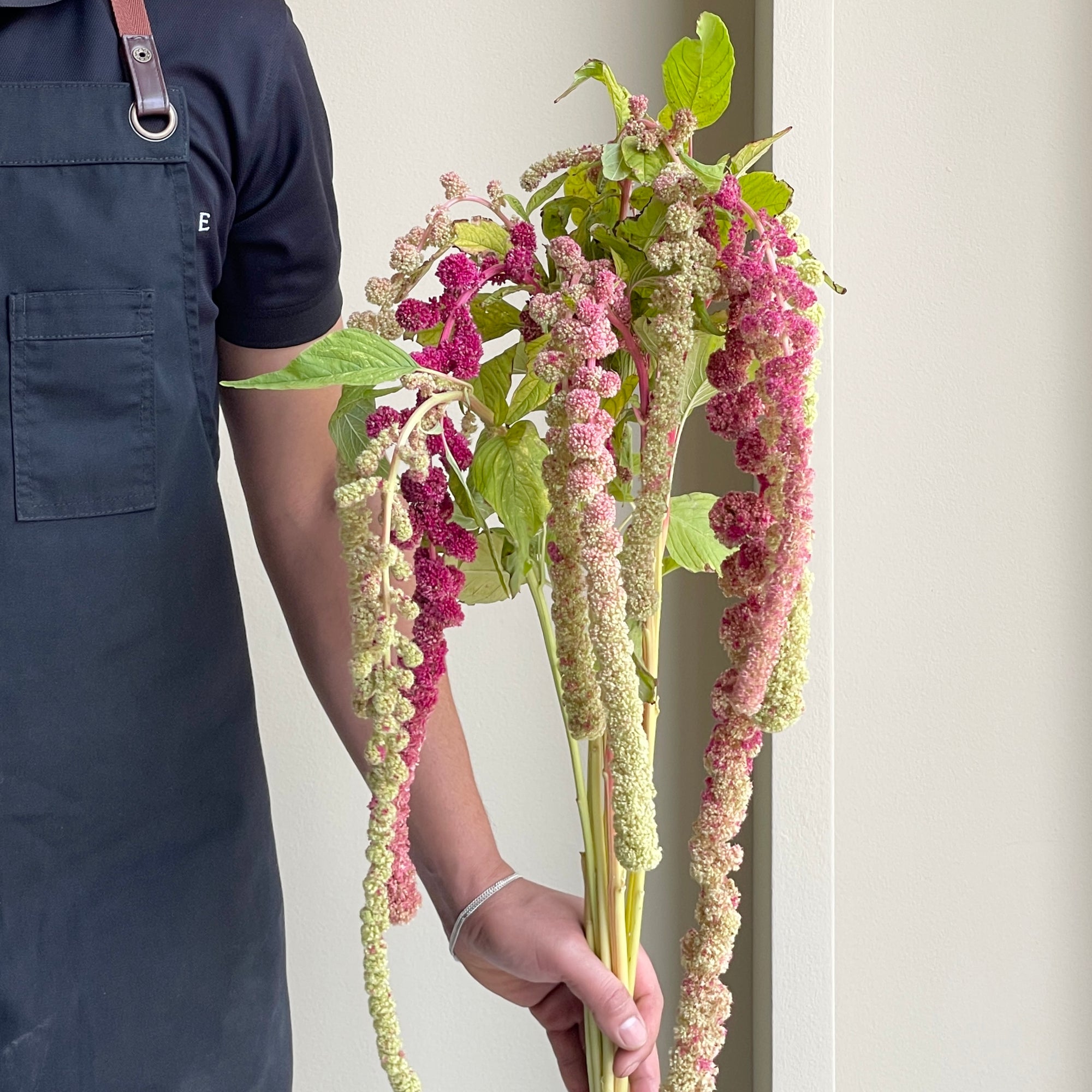 Amaranthus - Caudatus Mira