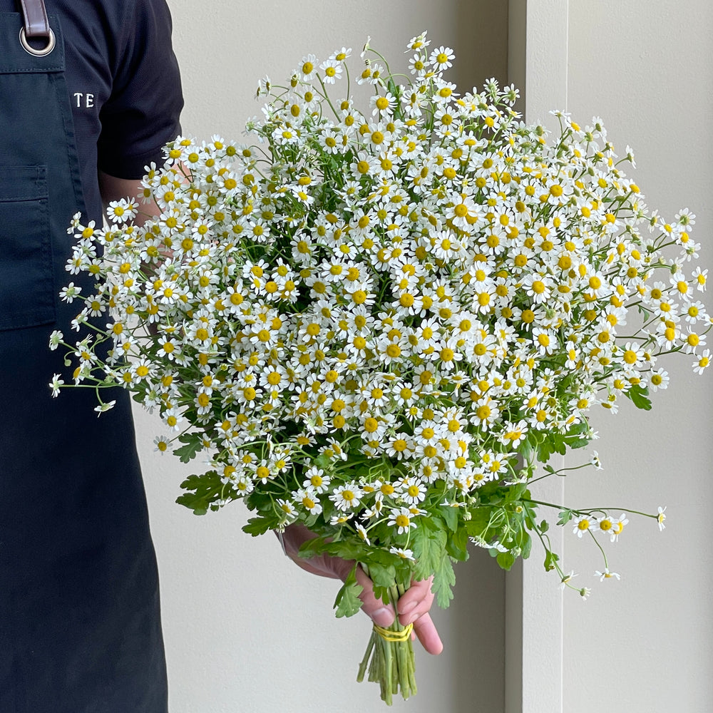 Camomile Cameron