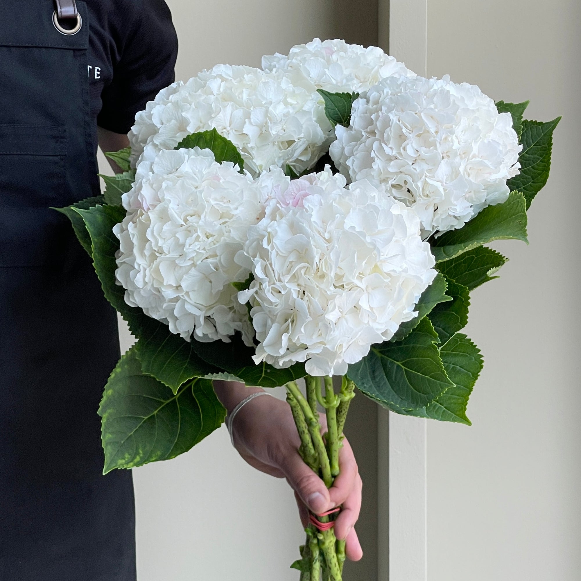 Hydrangeas - Schneeball White
