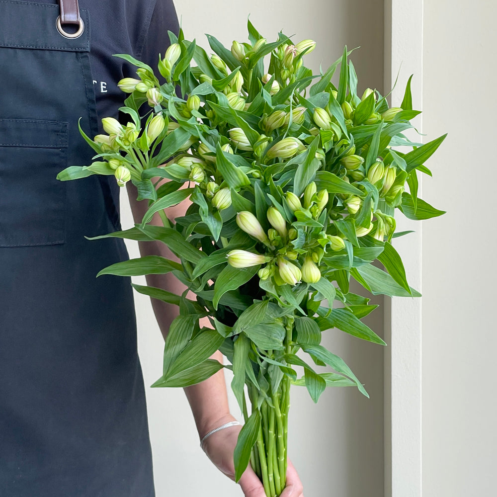 Alstroemerias - Sweet (15 stems)