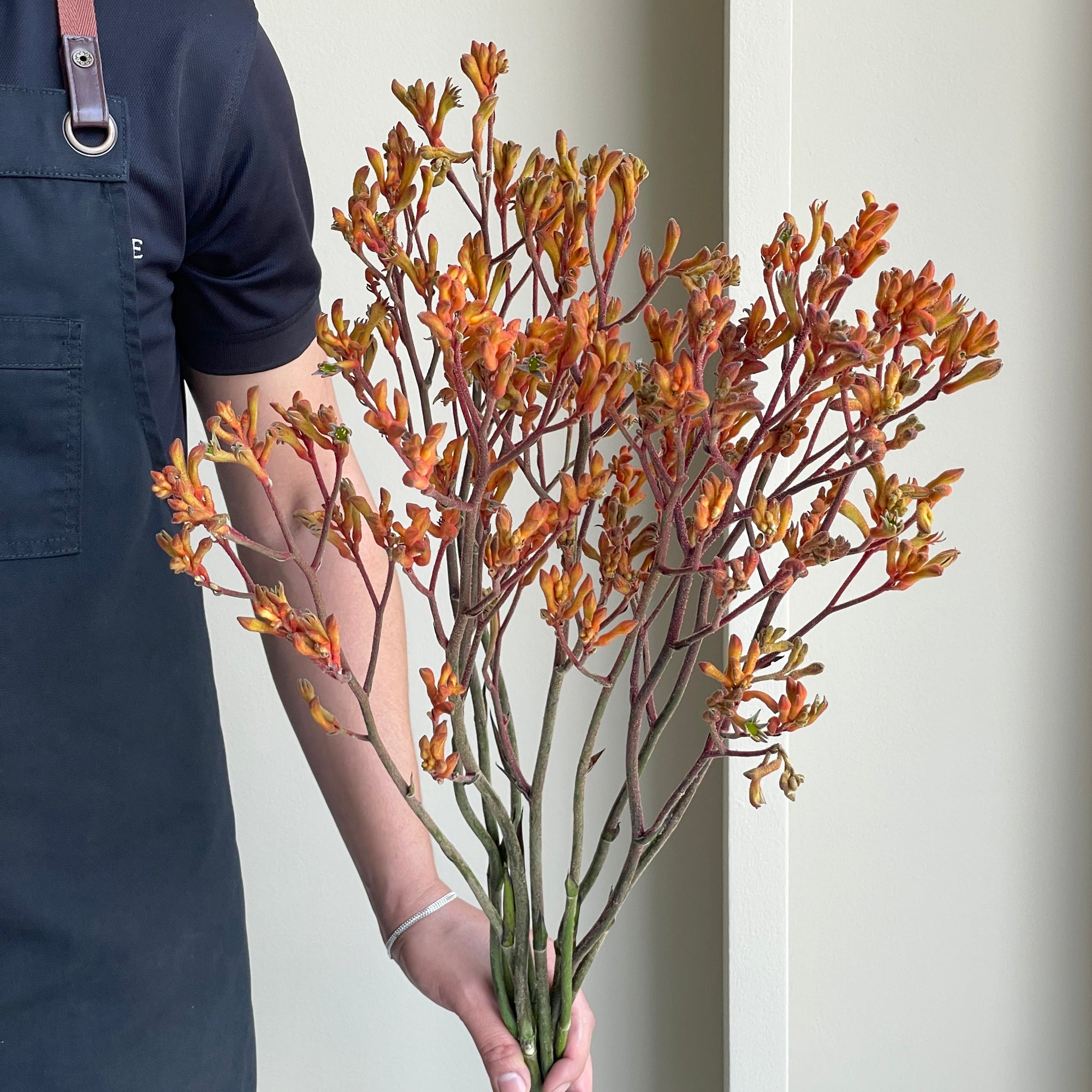 Kangaroo Paws - Orange (10 stems)