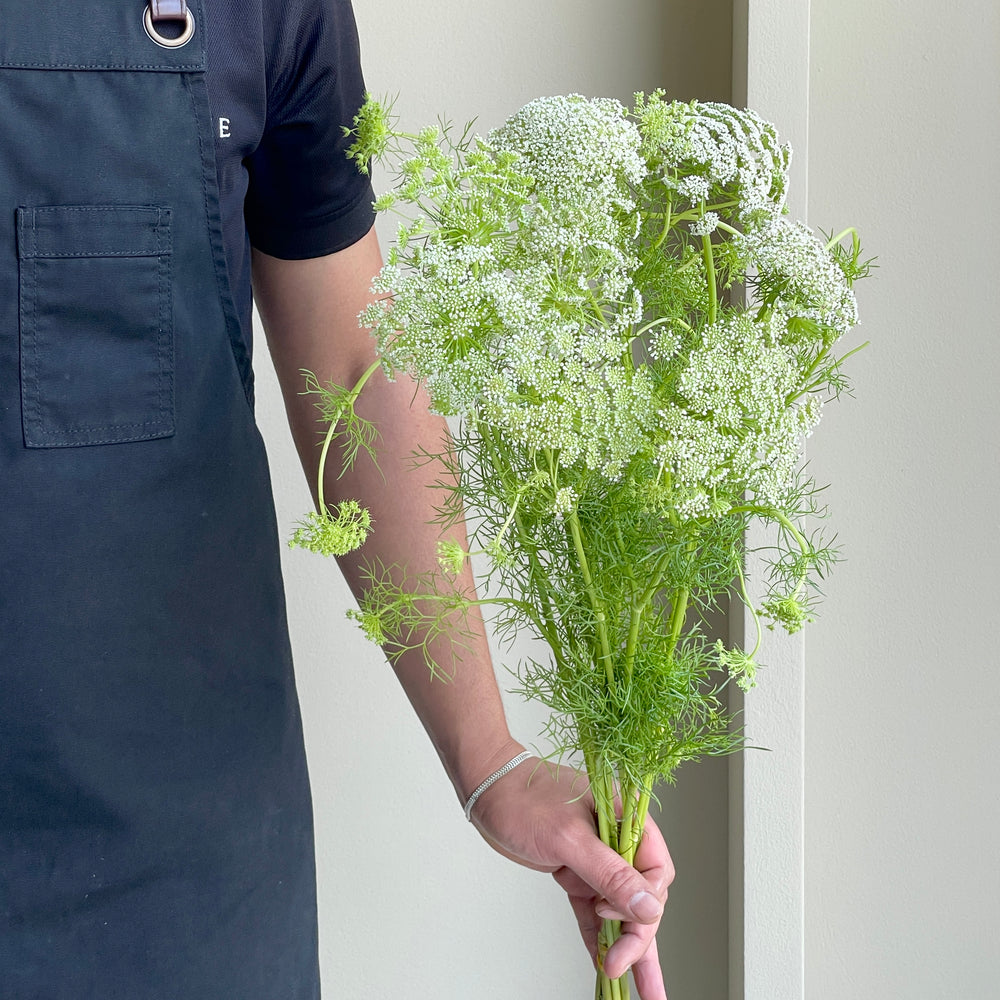 Ammi Majus (10 stems)