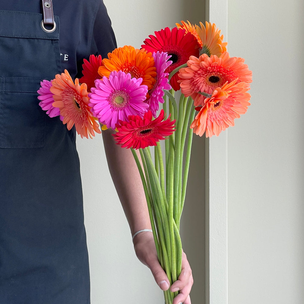 Gerbera Assorted - Joyful Mix (15 stems)