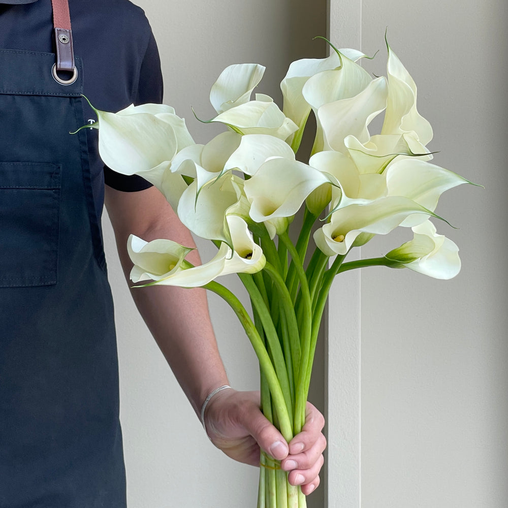 Calla Lilies - White Mambo