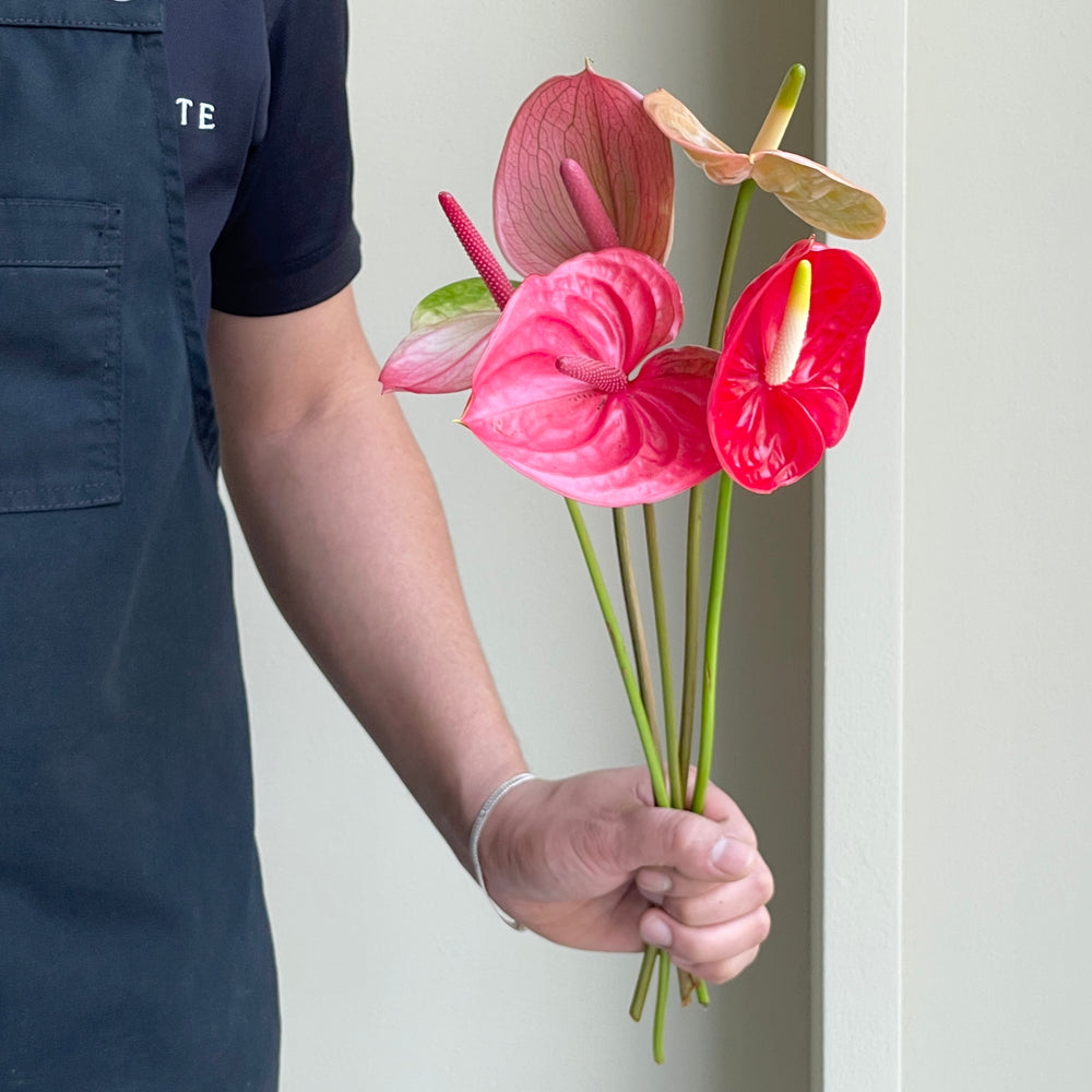 Anthuriums - Scarlet Mix (mini)