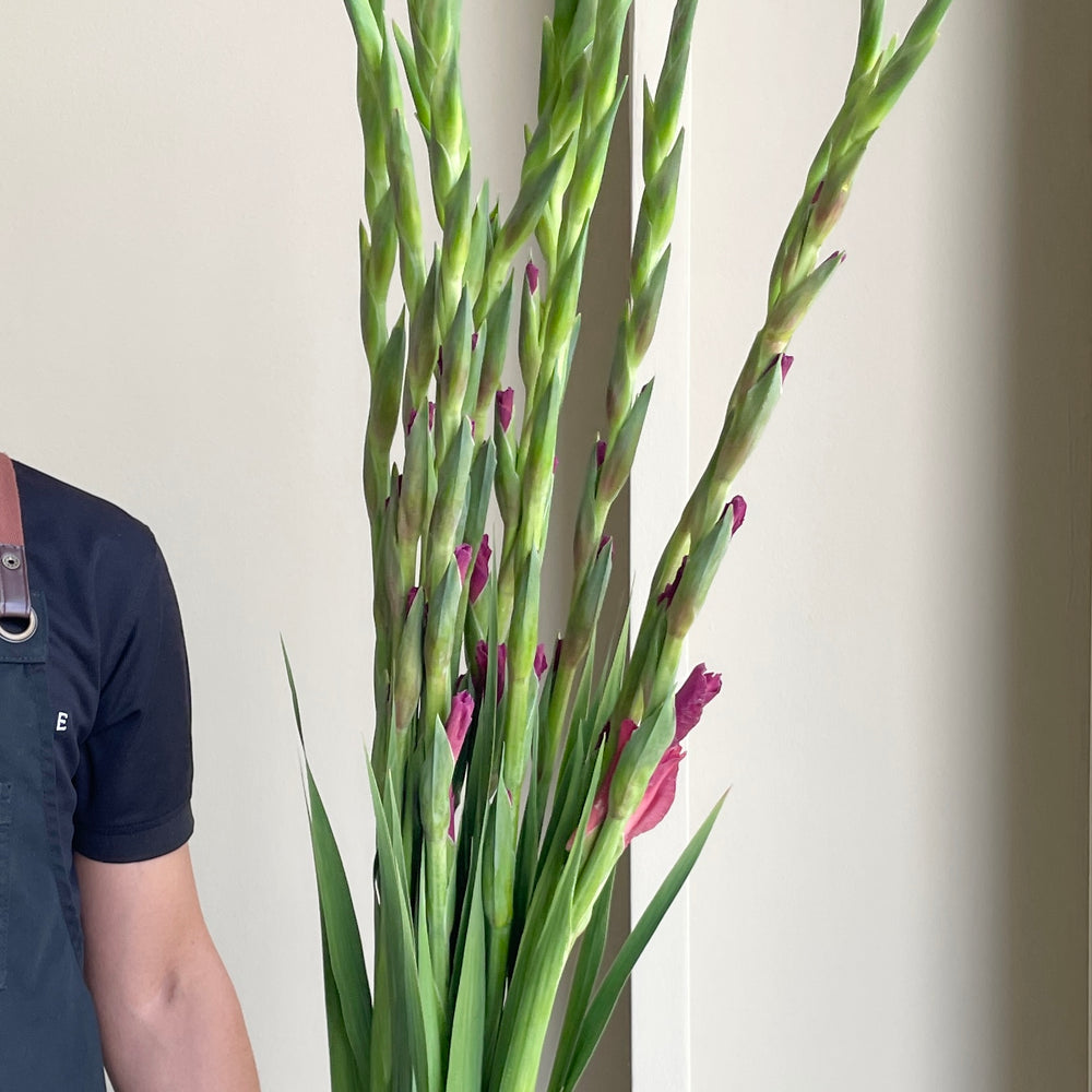 Gladioli - Indian Summer