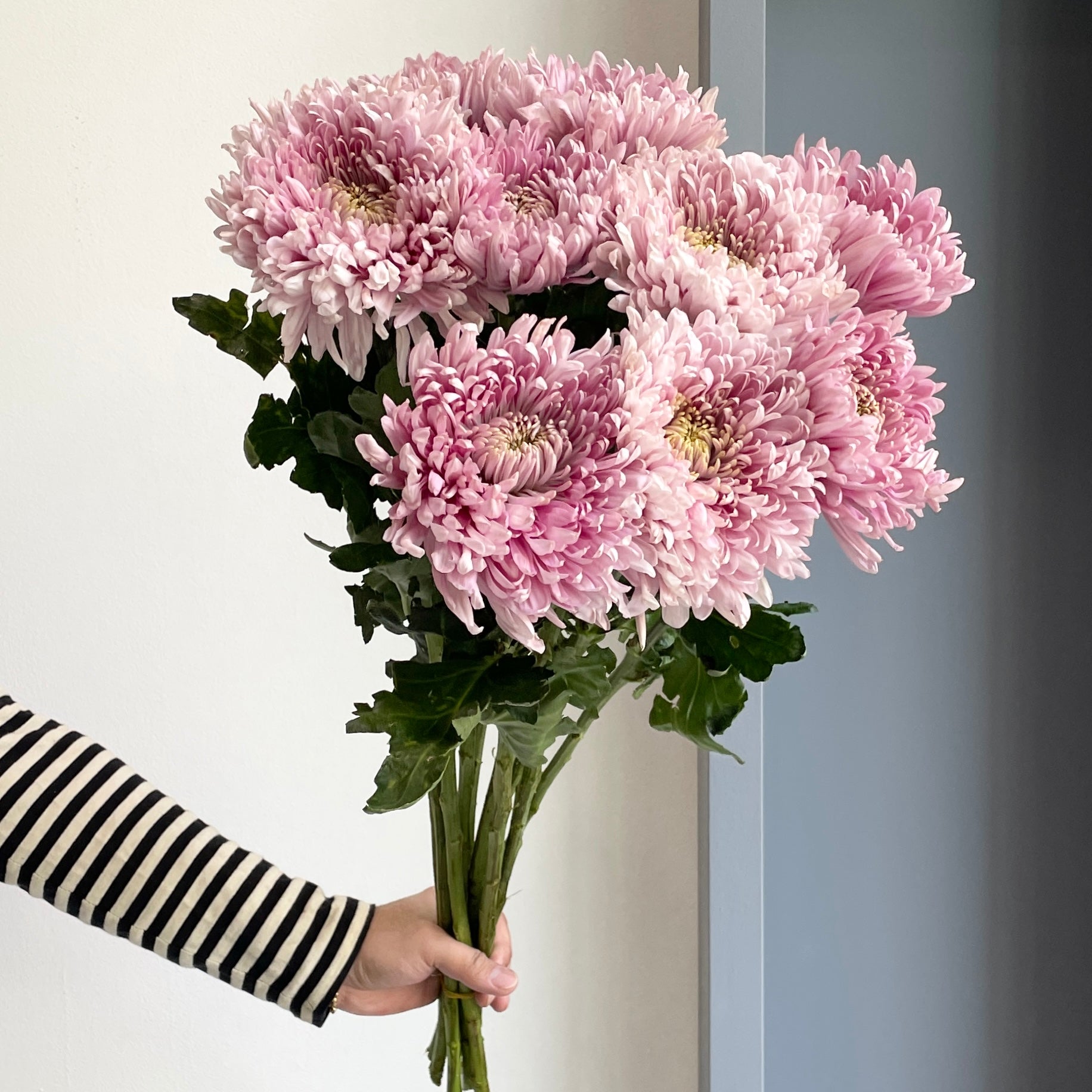 Chrysanthemums - Holiday