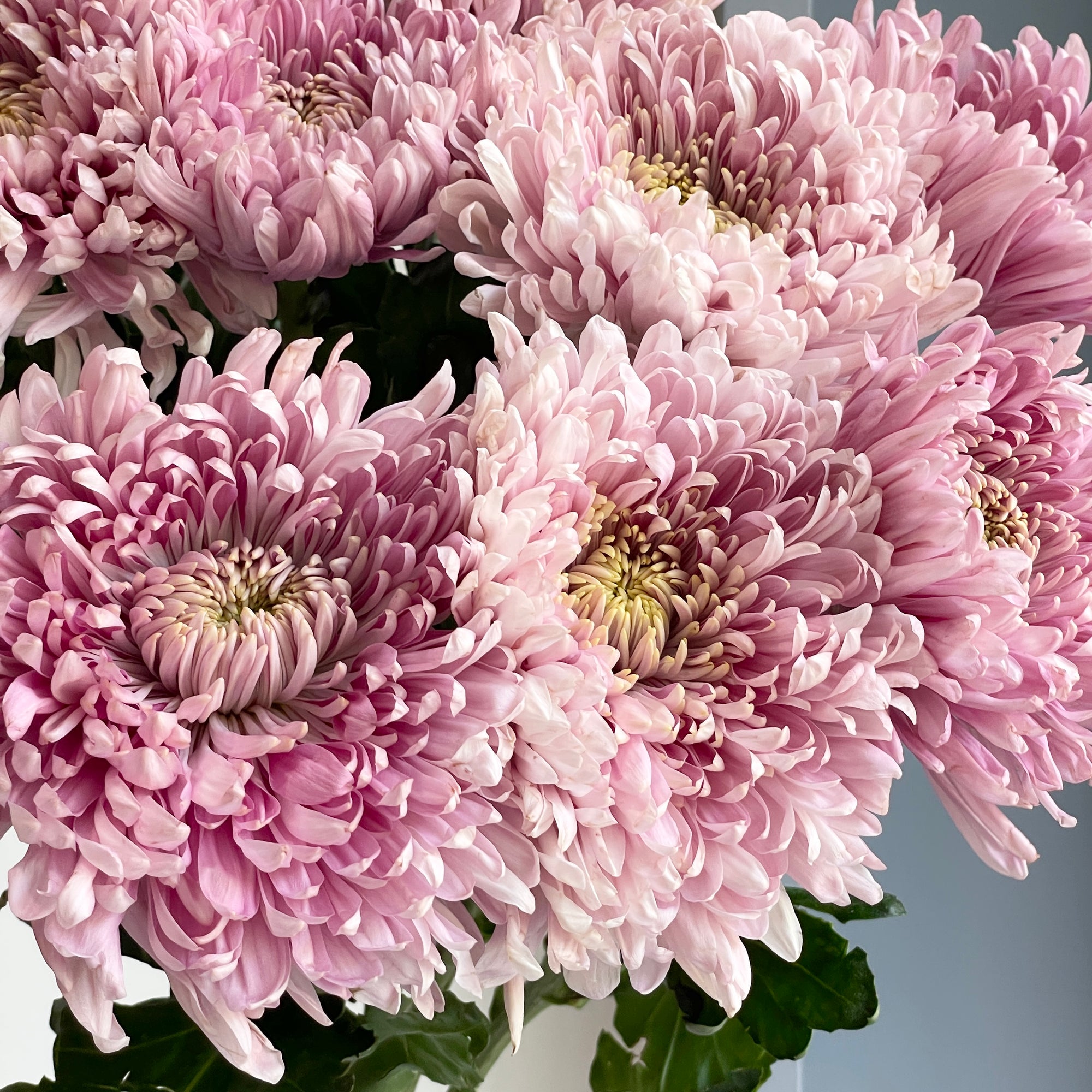 Chrysanthemums - Holiday