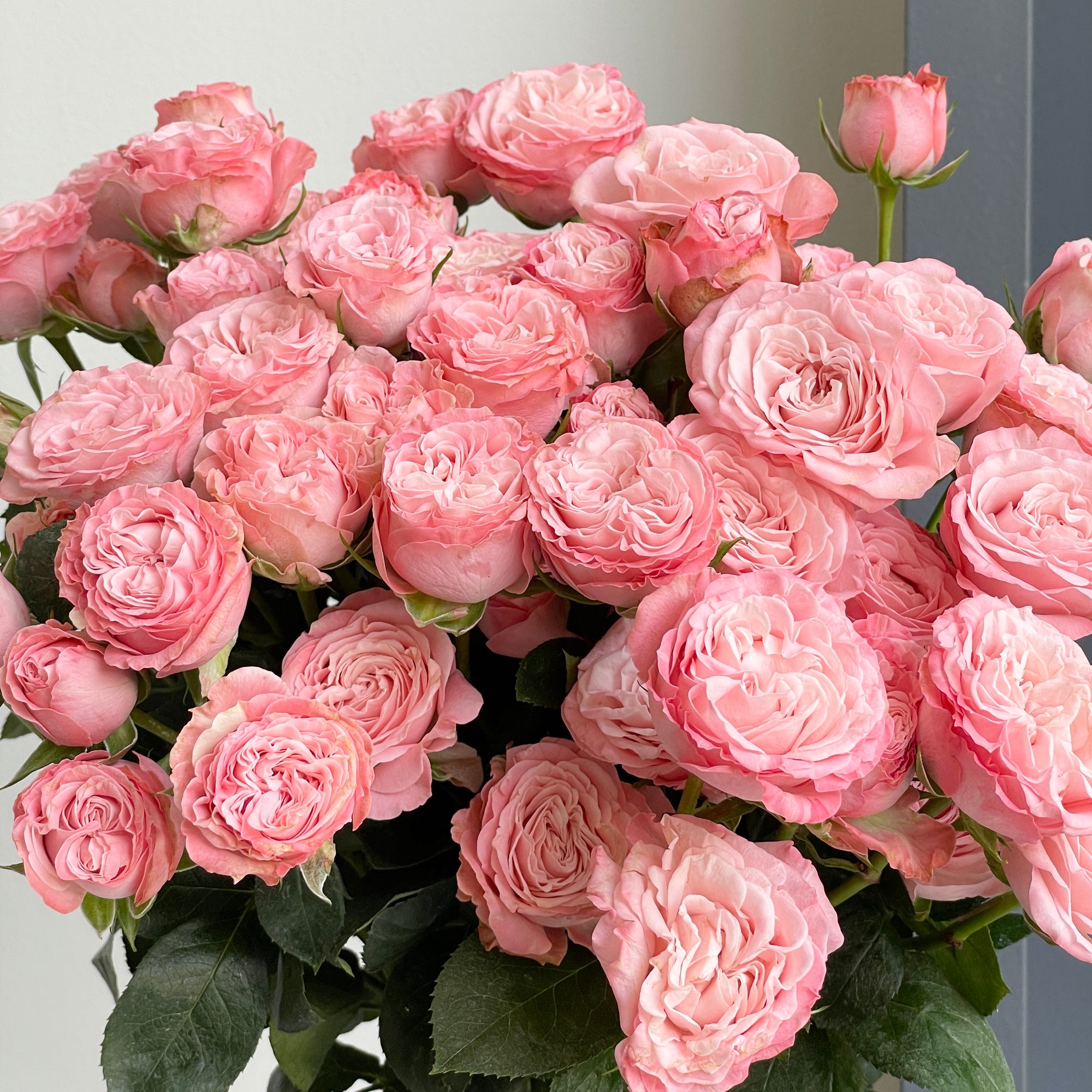 Spray Roses - Madam Bombastic Pink