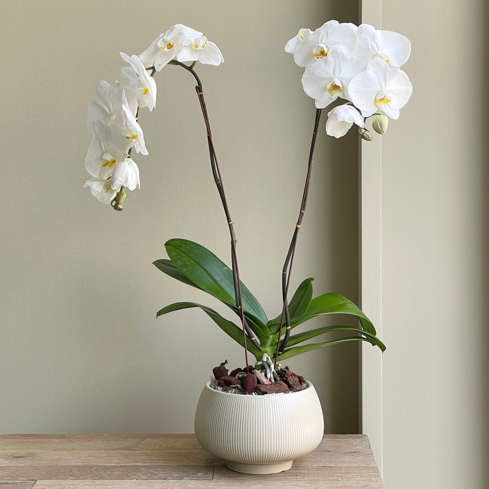 Phalaenopis Plant Double - White