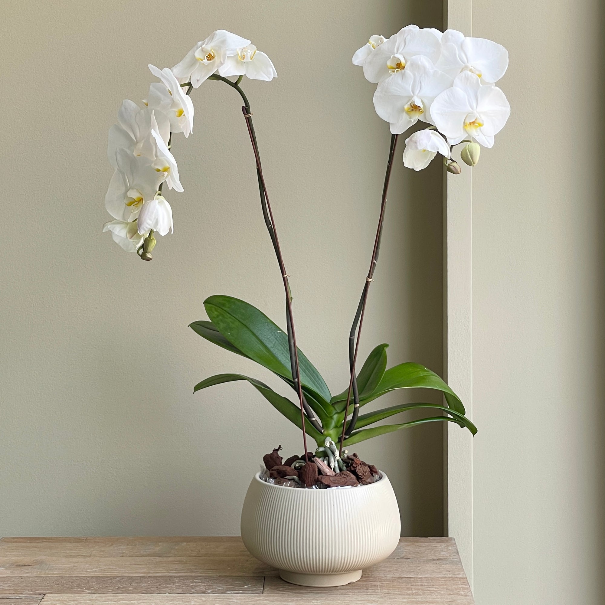 Phalaenopis Plant Double - White