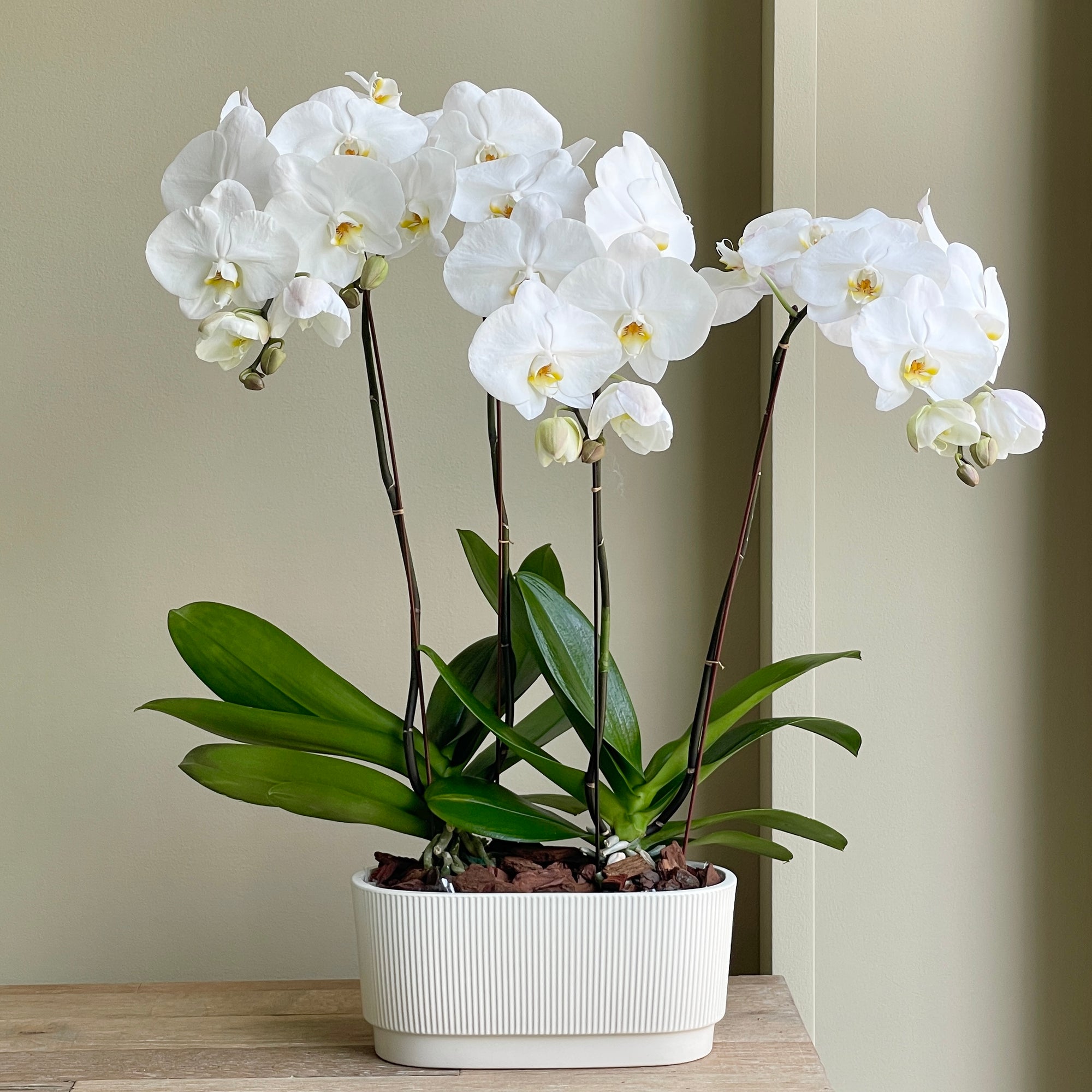 Phalaenopsis Plant - White (White Ceramic Pot)