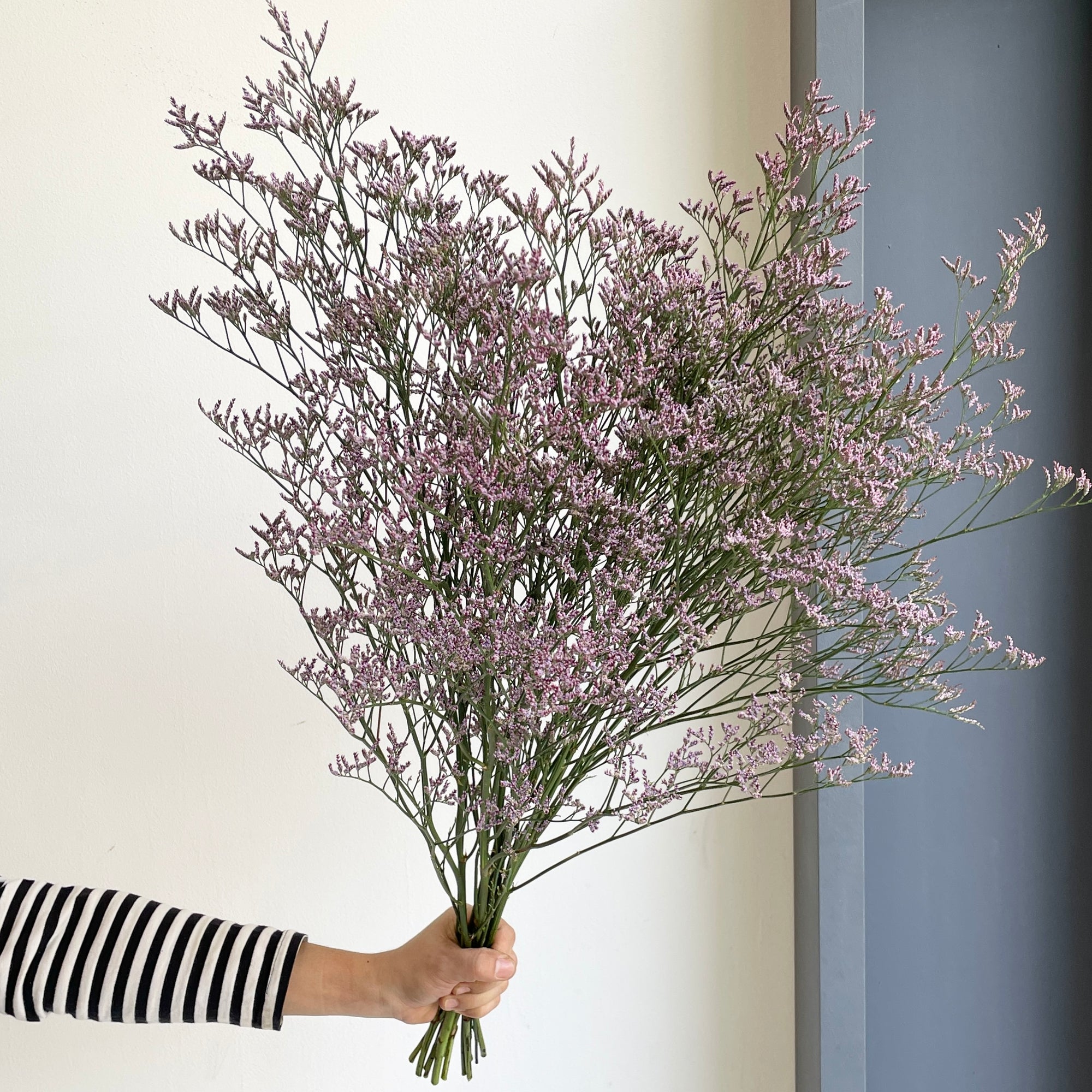 Limonium Piuma Sky Purple