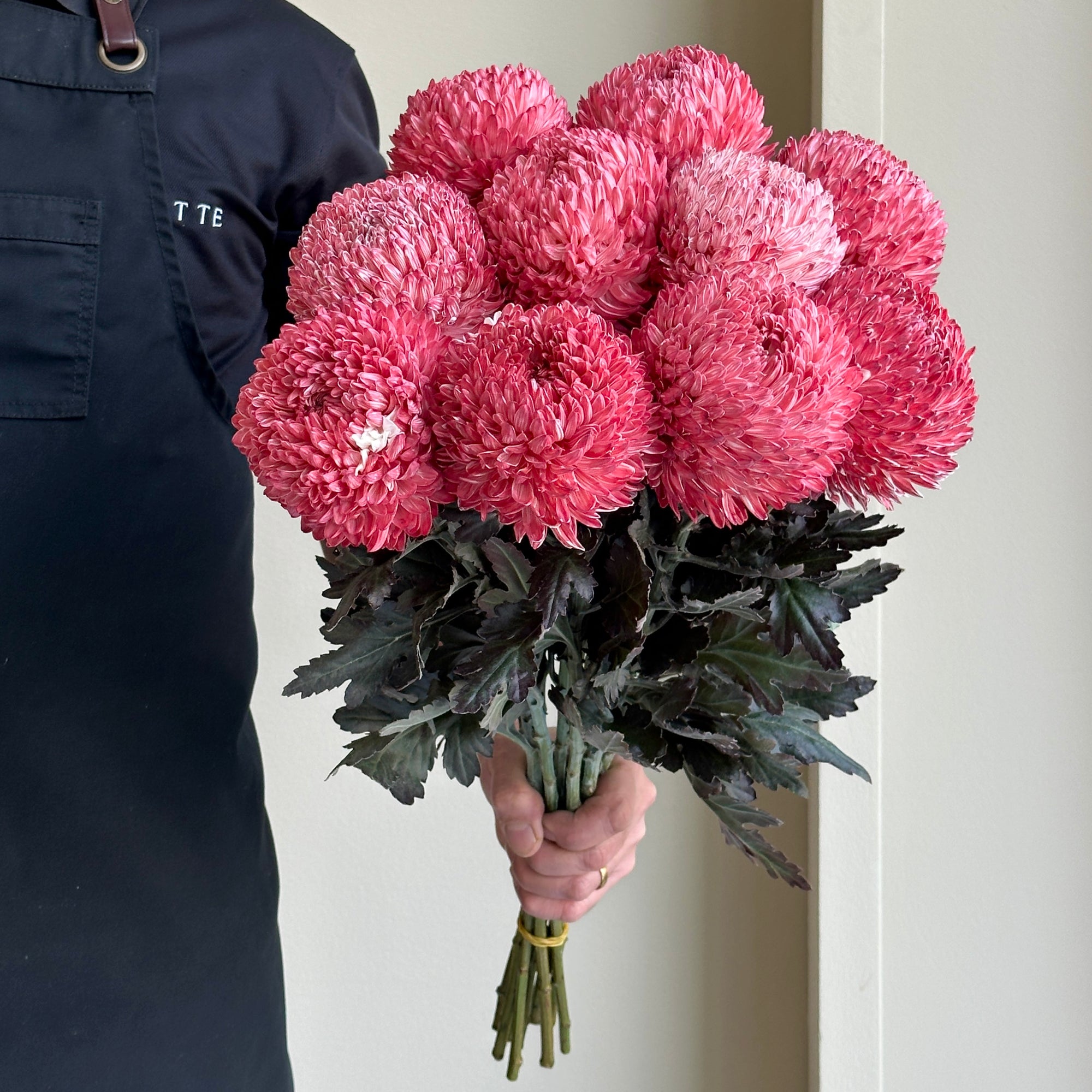 Chrysanthemum Peony - Bloody Red