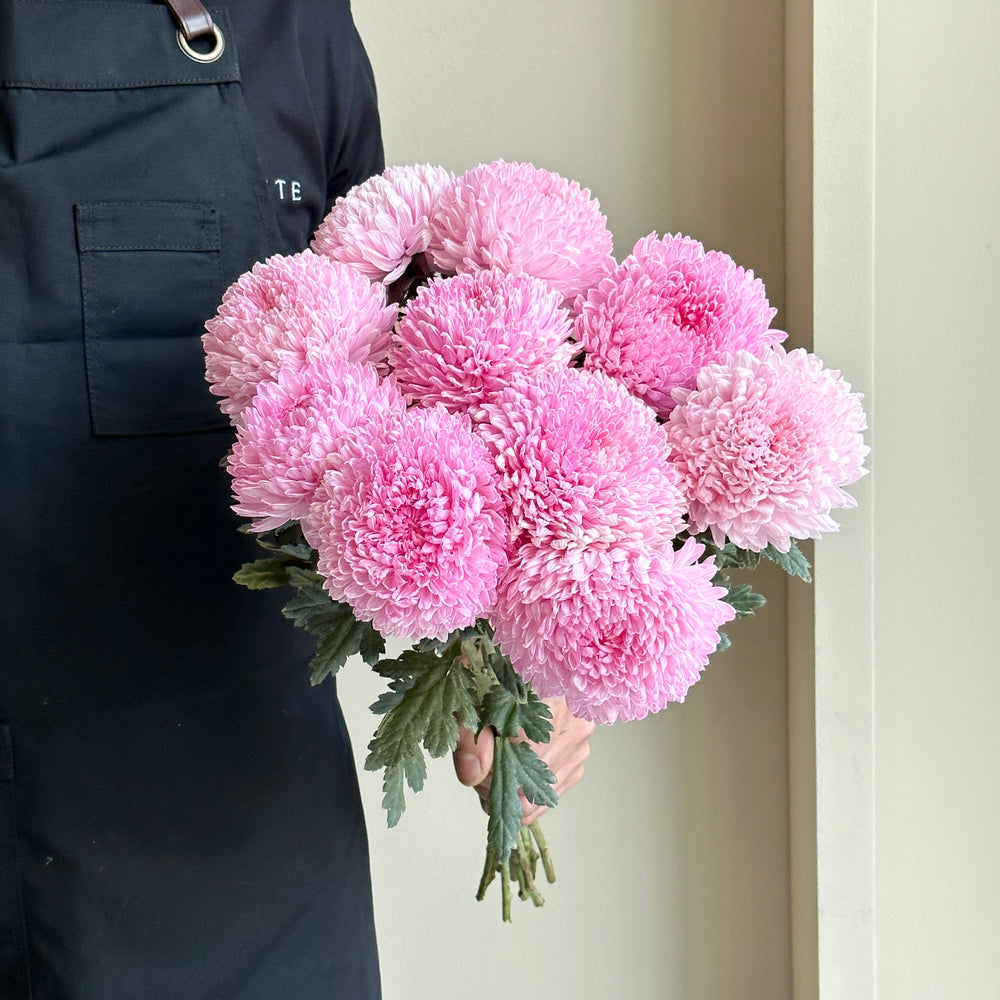 Chrysanthemum Peony - Pale Pink