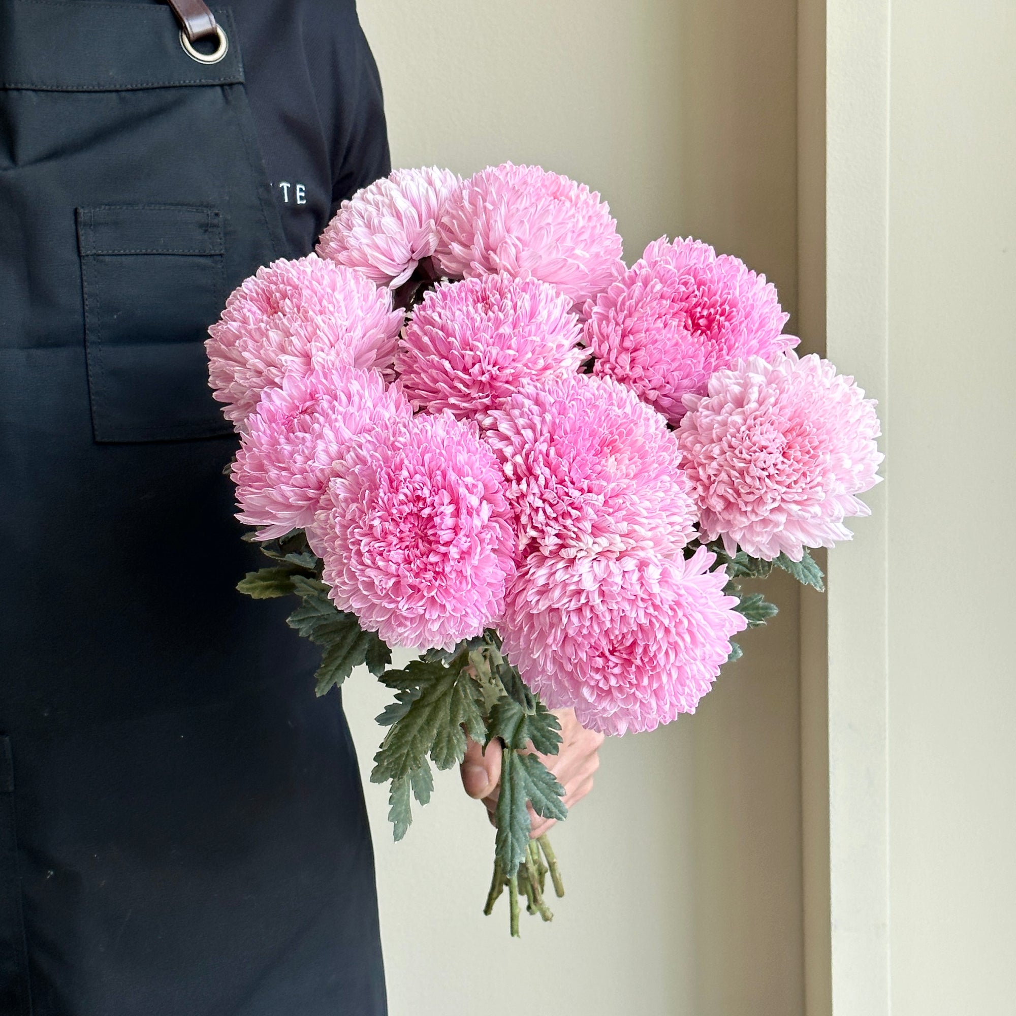 Chrysanthemum Peony - Pale Pink