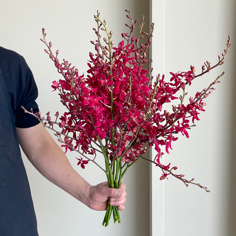 Aranthera Orchids - Azima Red (10 stems)