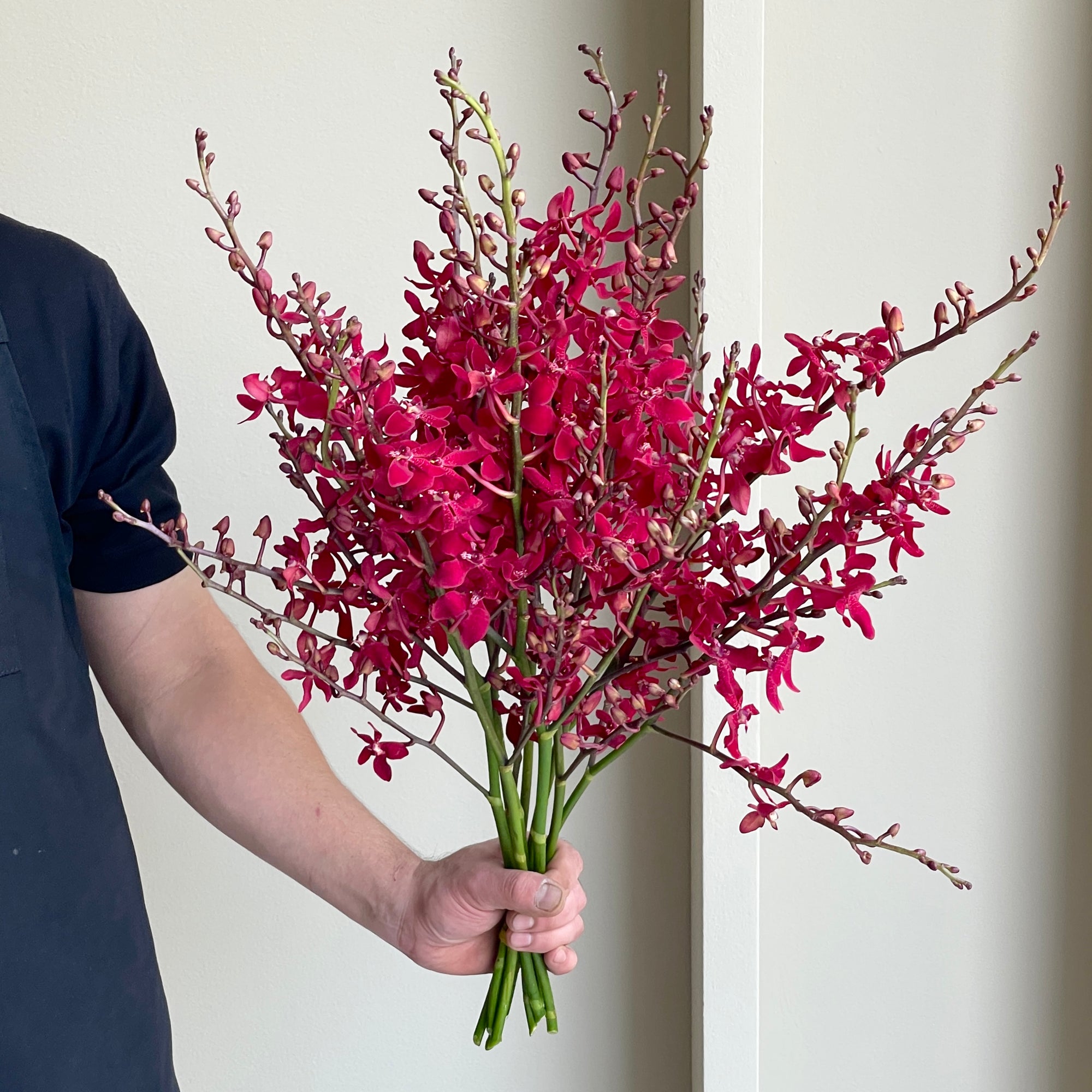Aranthera Orchids - Azima Red (10 stems)