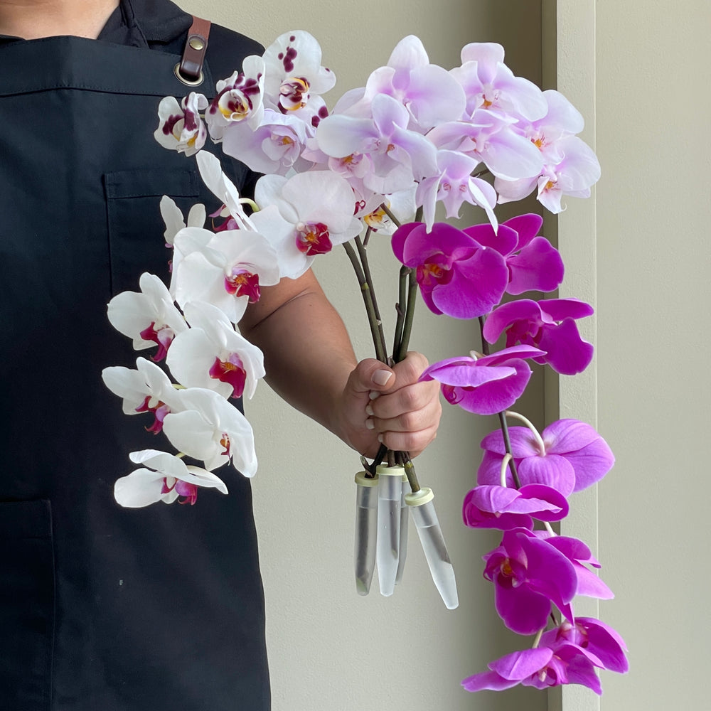 Phalaenopsis Orchid - Blush Harmony Mix (4 Stems)
