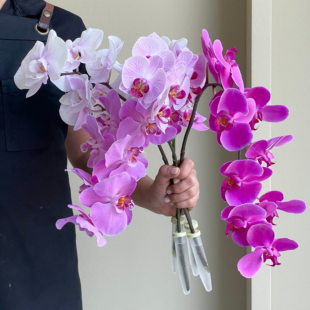 Phalaenopsis Orchid - Fuchsia Fantasy Mix (4 Stem)