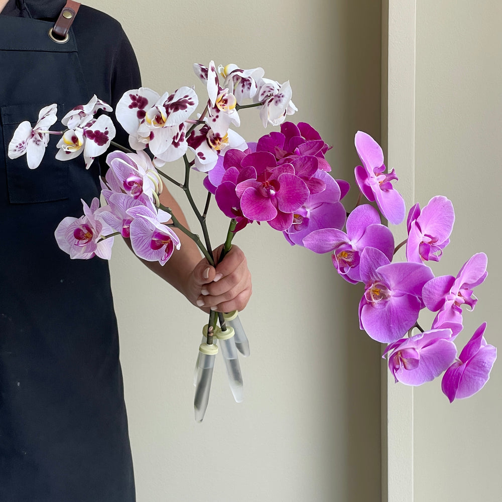 Phalaenopsis Orchid - Dreamy Elegance Mix (4 Stems)