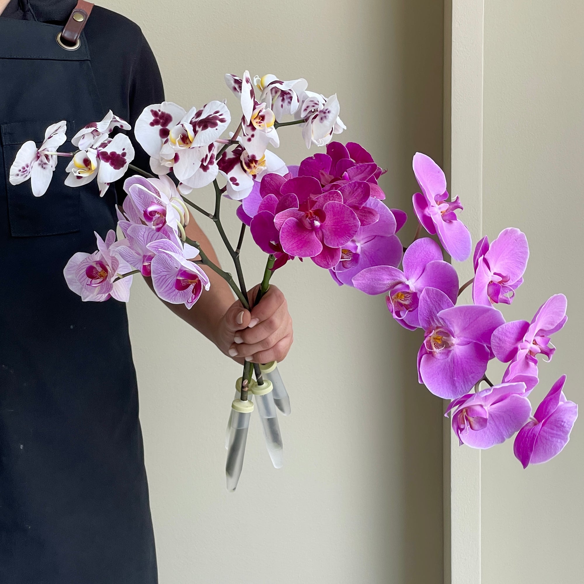 Phalaenopsis Orchid - Dreamy Elegance Mix (4 Stems)