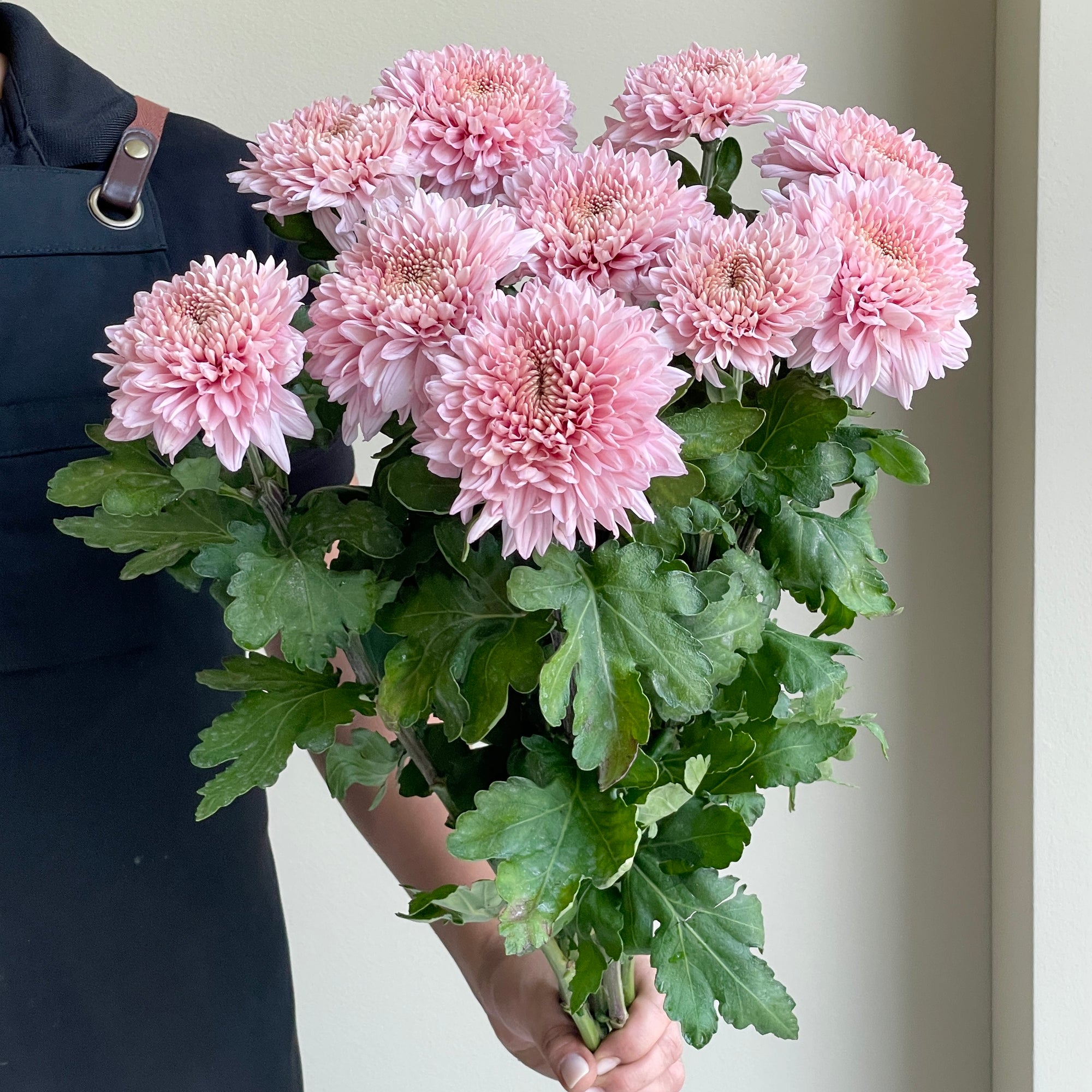 Chrysanthemums - Marielle Pink