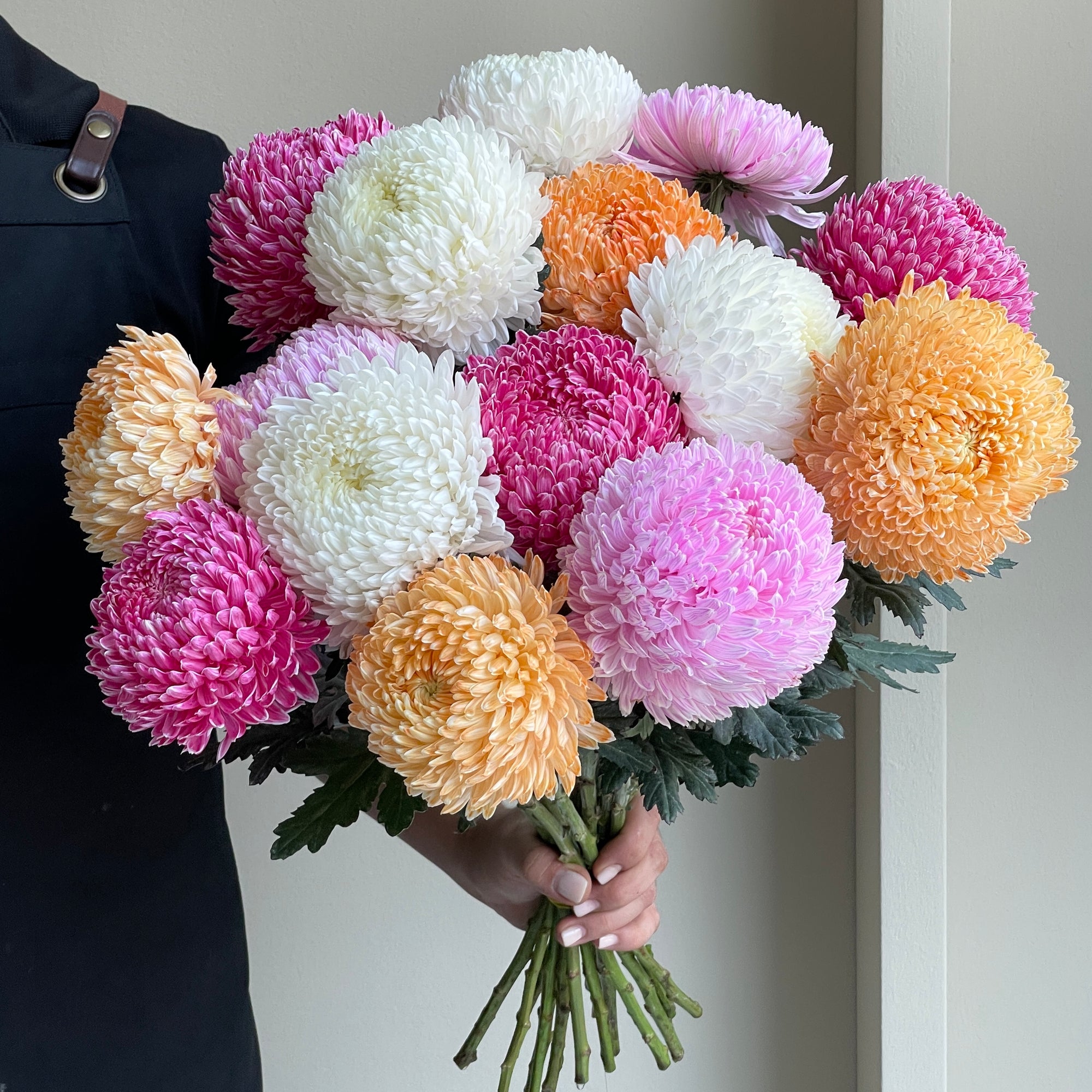 Chrysanthemum Peony – Pink Harmony (15 Stems)