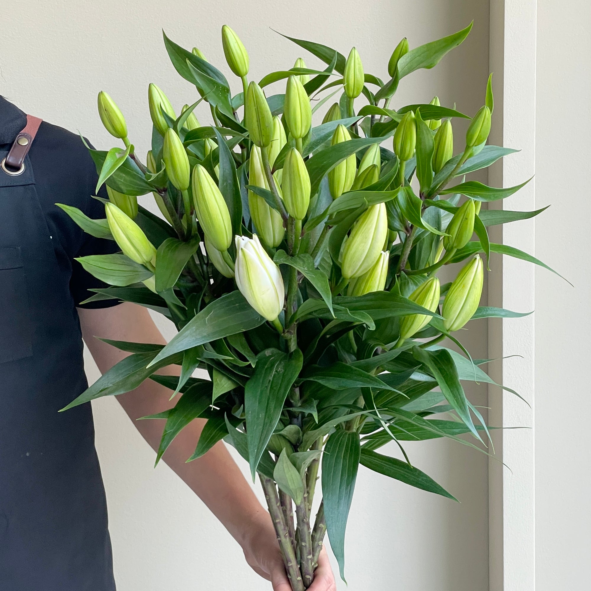 Lilies Oriental - Chablis White