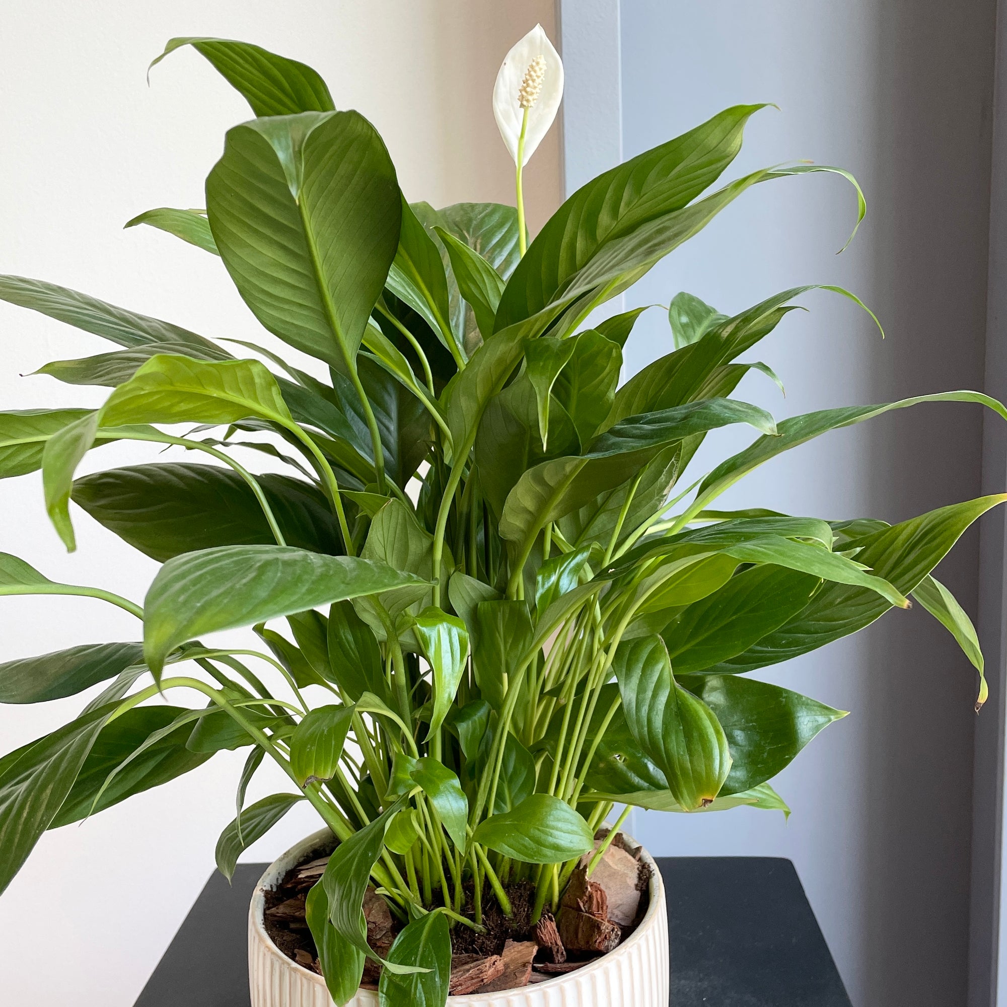 Peace Lily Plant