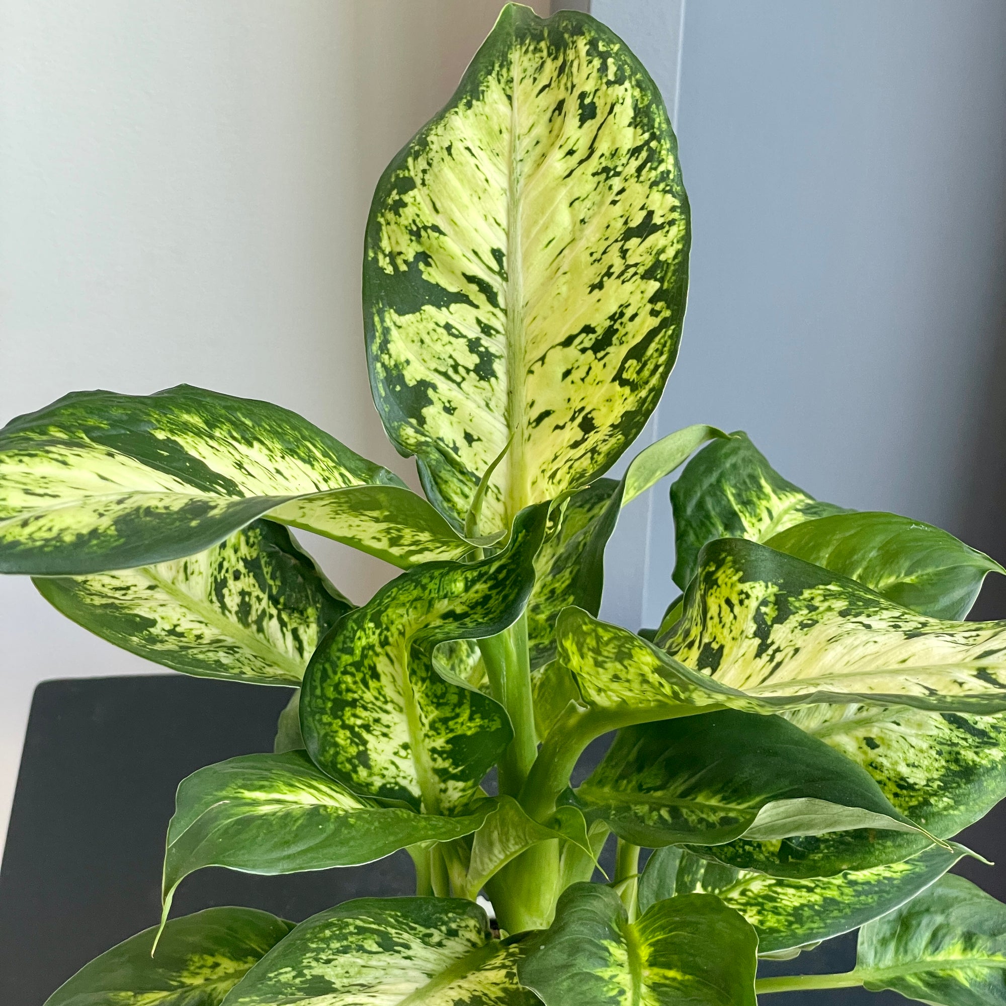 Leopard Lily Plant (Dieffenbachia)