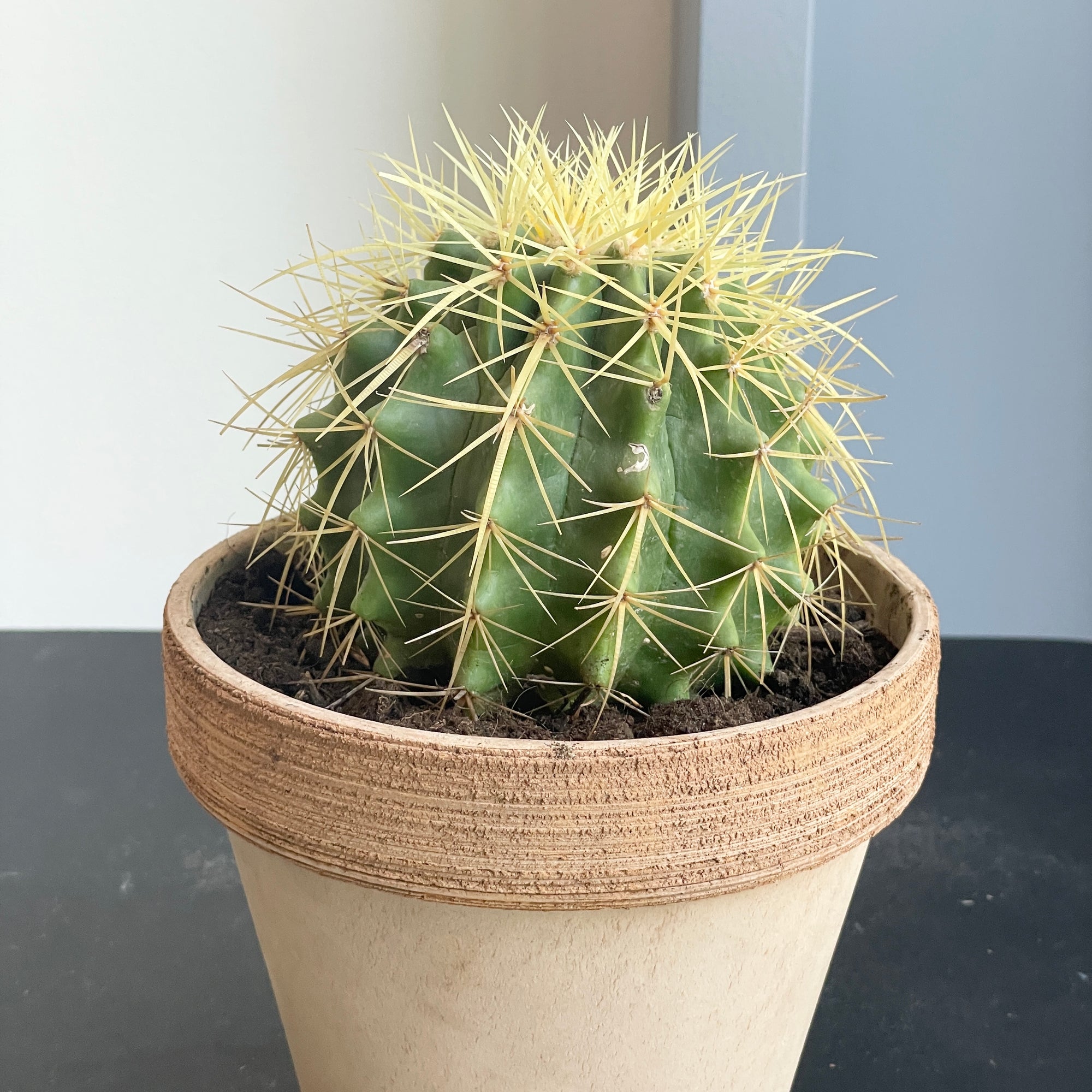 Ball Cactus Succulent