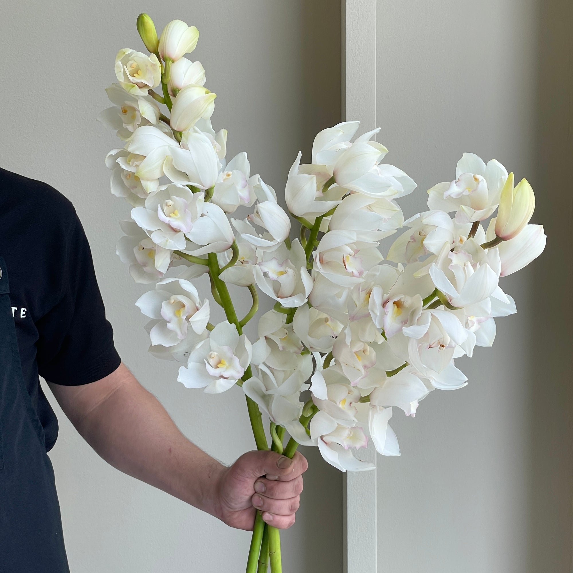 Cymbidium Orchids - White