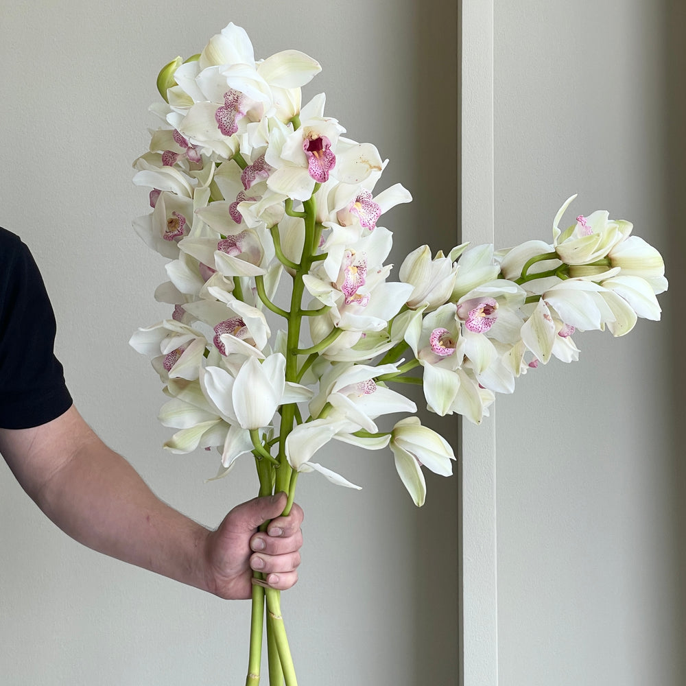 Cymbidium Orchids - Light Pink
