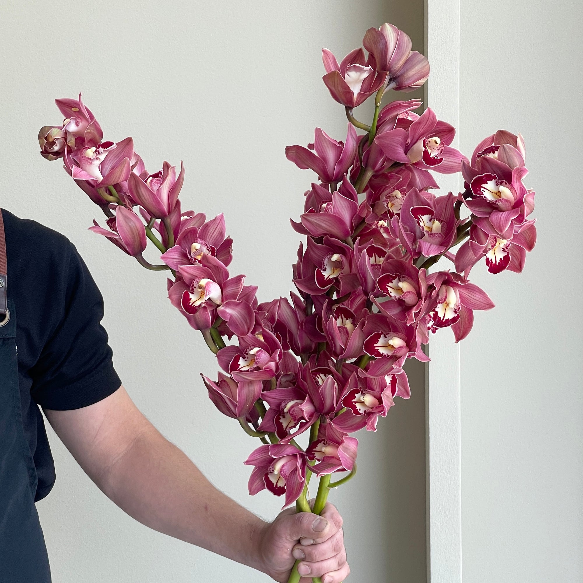 Cymbidium Orchids - Maroon