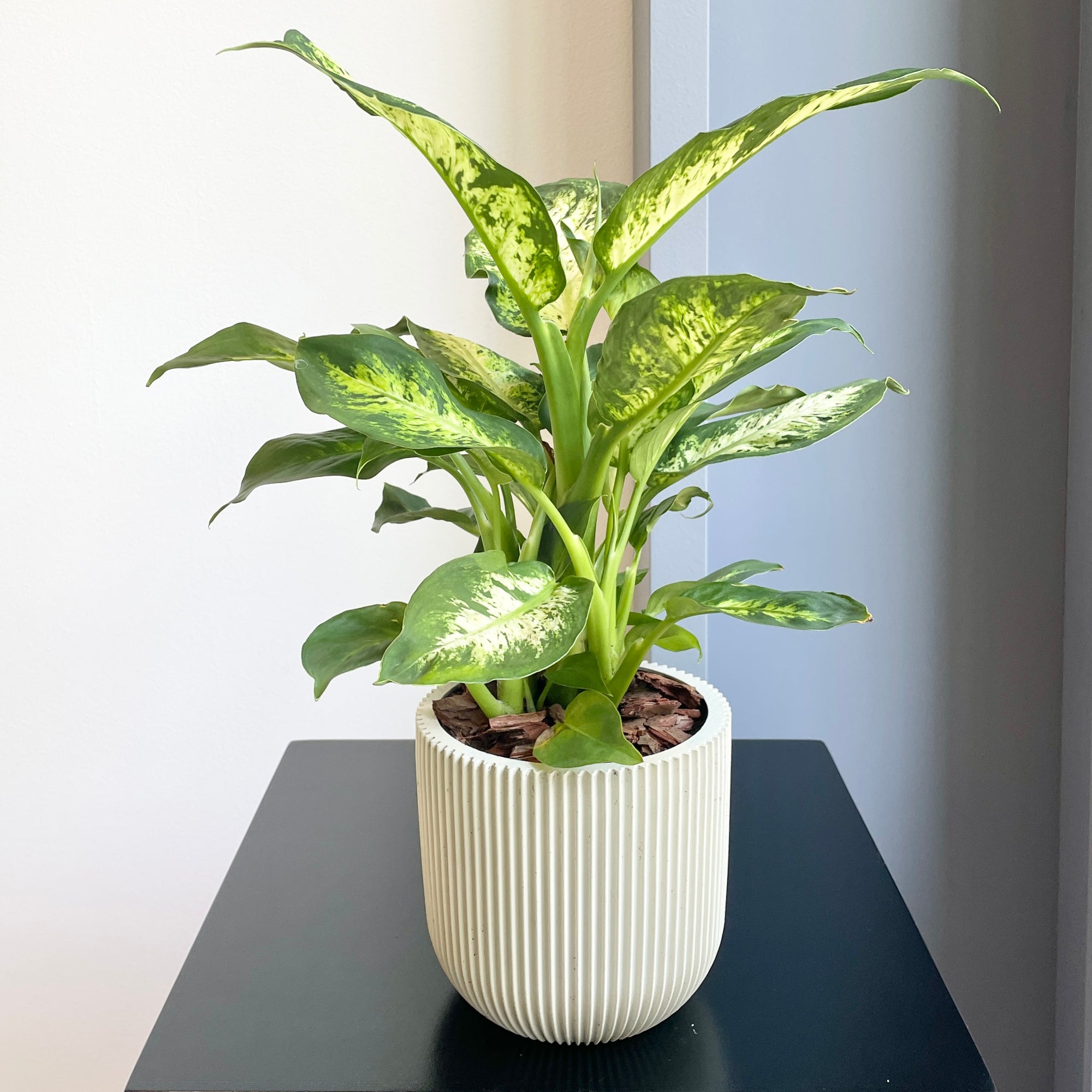 Leopard Lily Plant (Dieffenbachia)