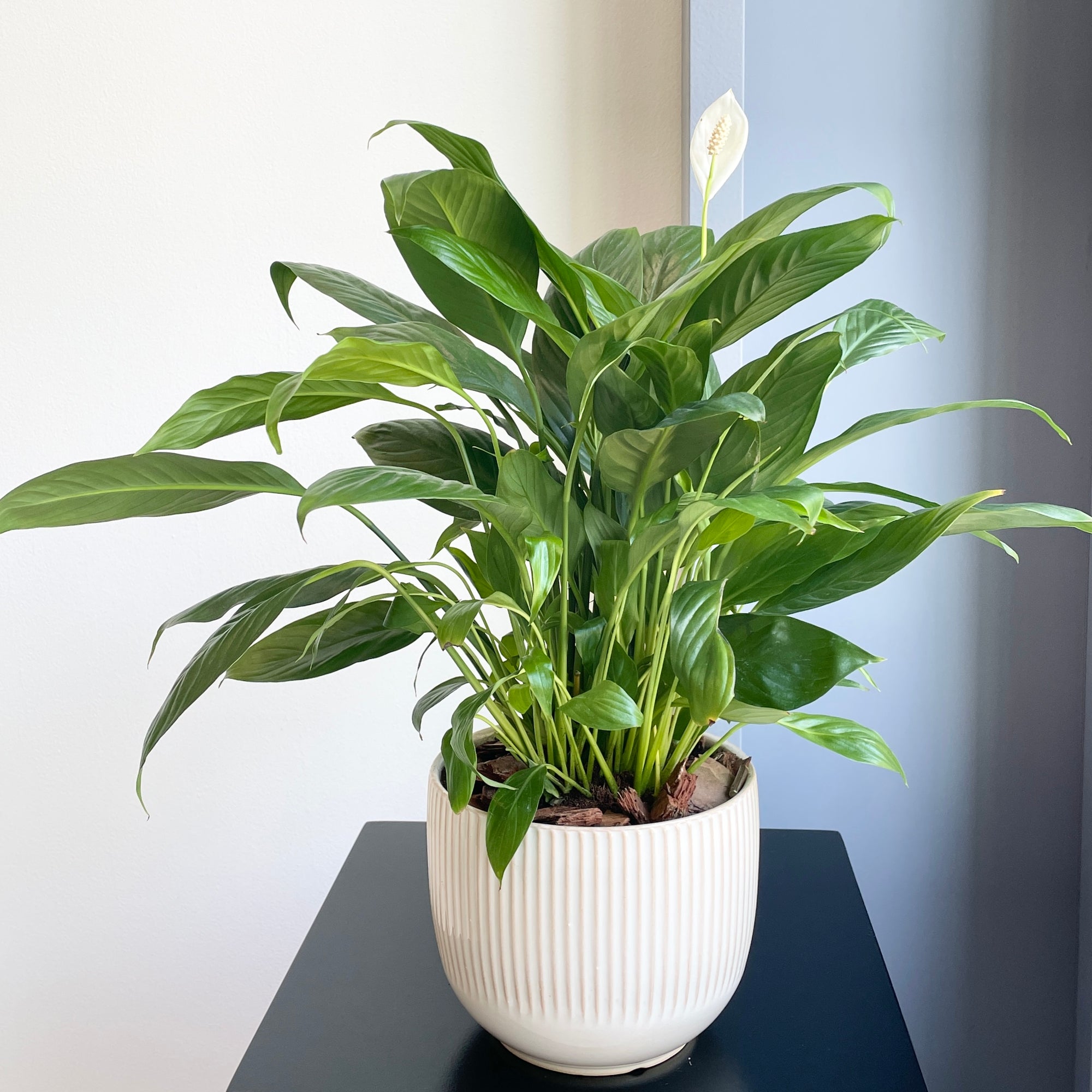 Peace Lily Plant