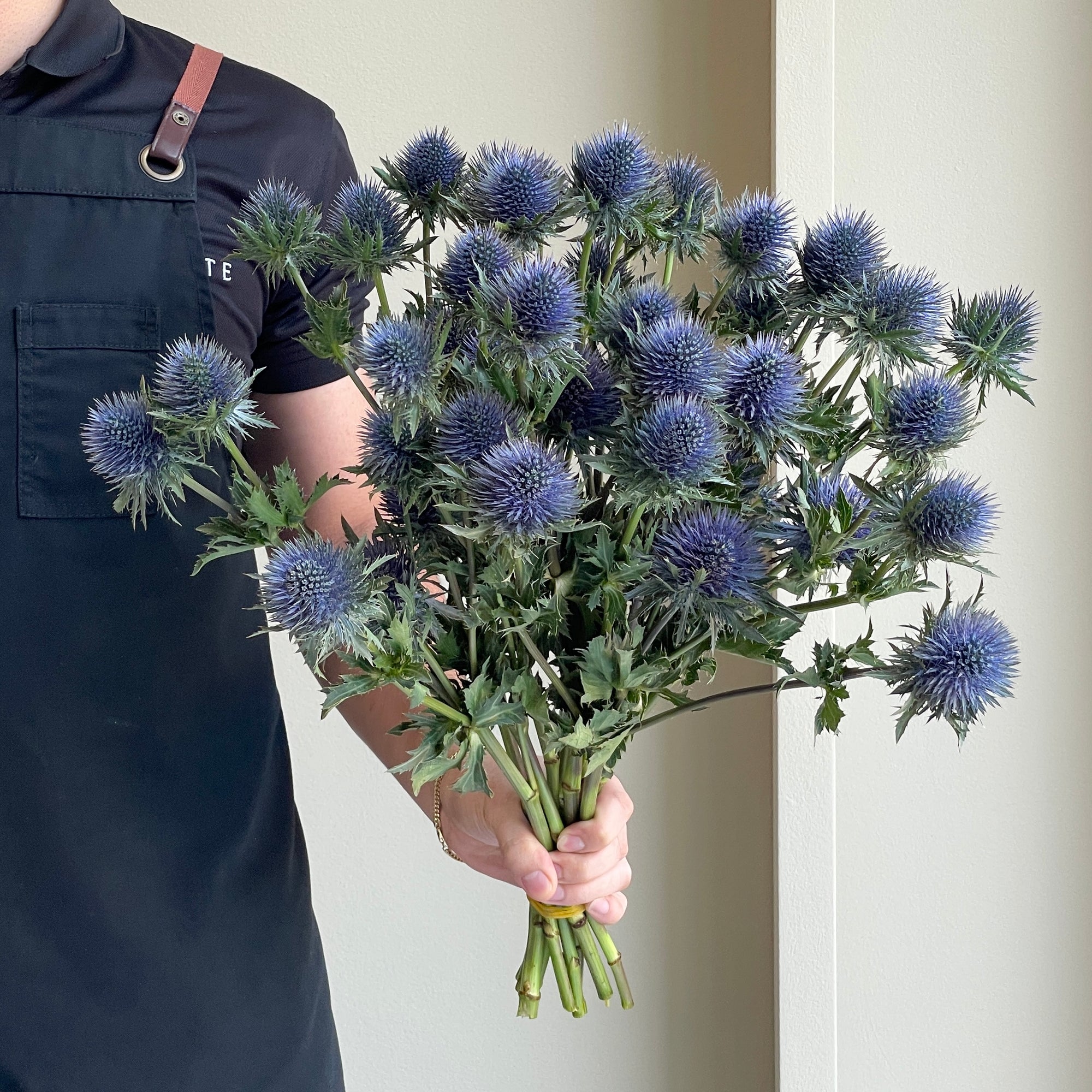 Eryngium Magnetar Questar Blue