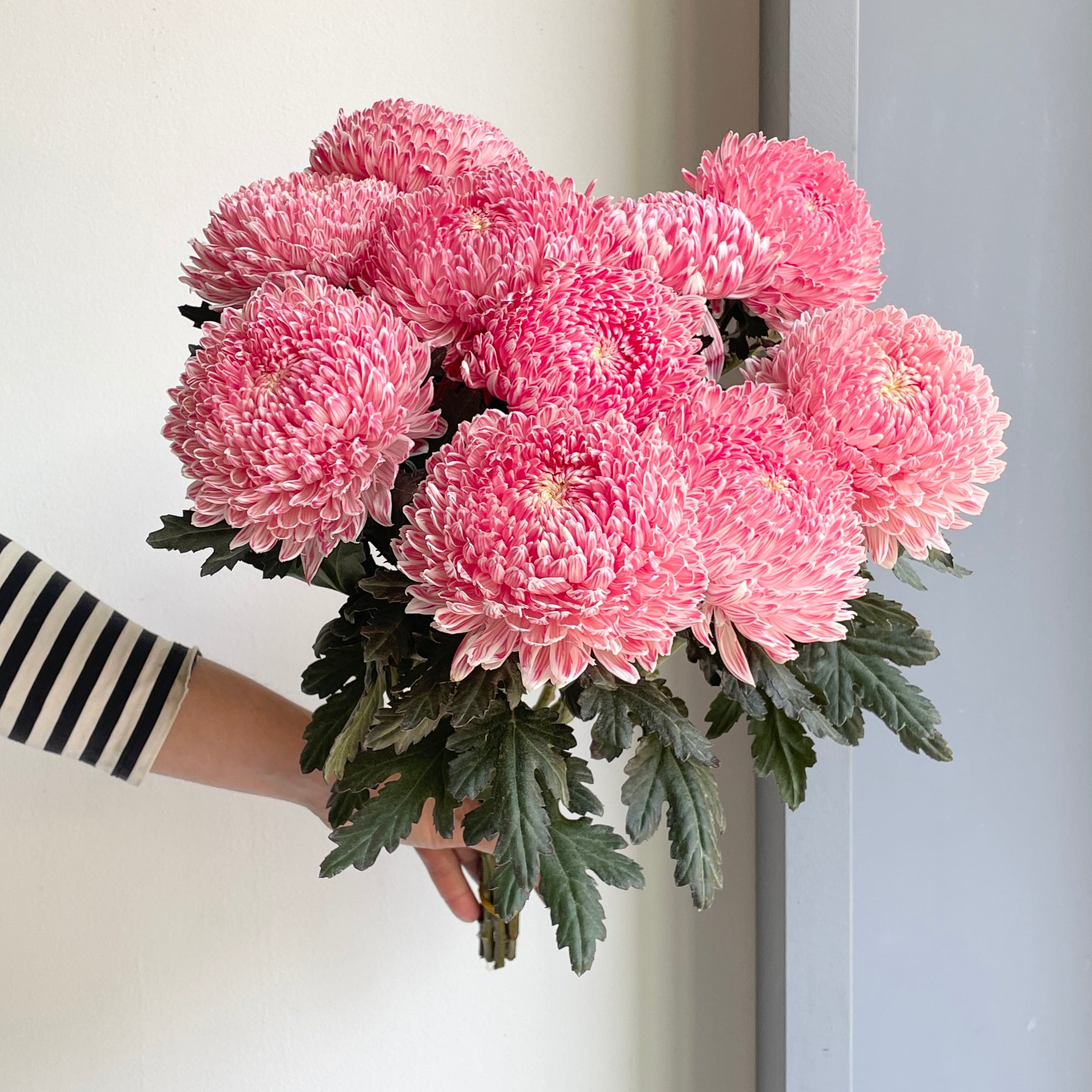 Chrysanthemum Peony - Fire Red (10 Stems)