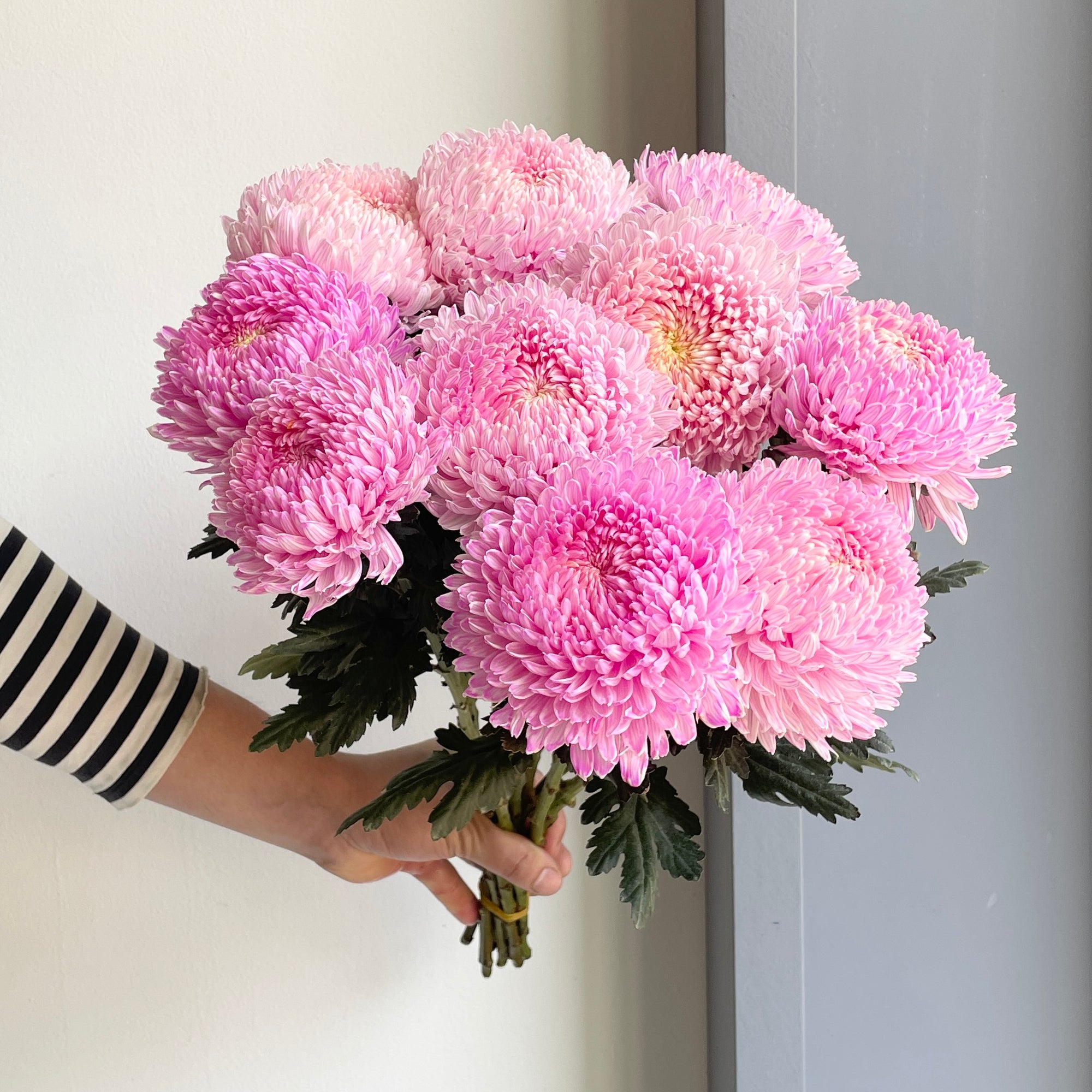 Chrysanthemum Peony - Light Pink (10 Stems)