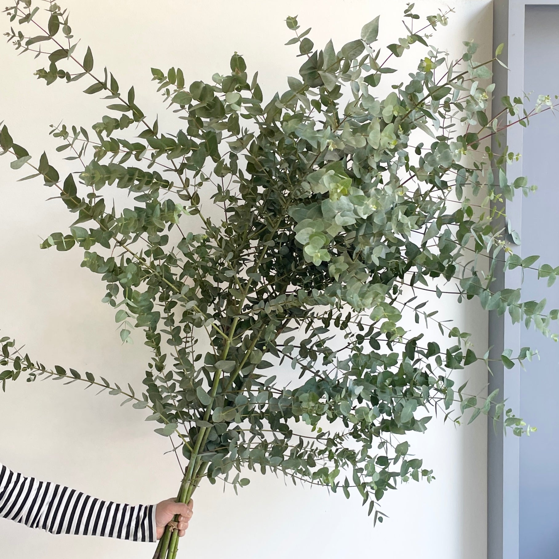 Eucalyptus Cinerea Branches Tall XL (160cm)