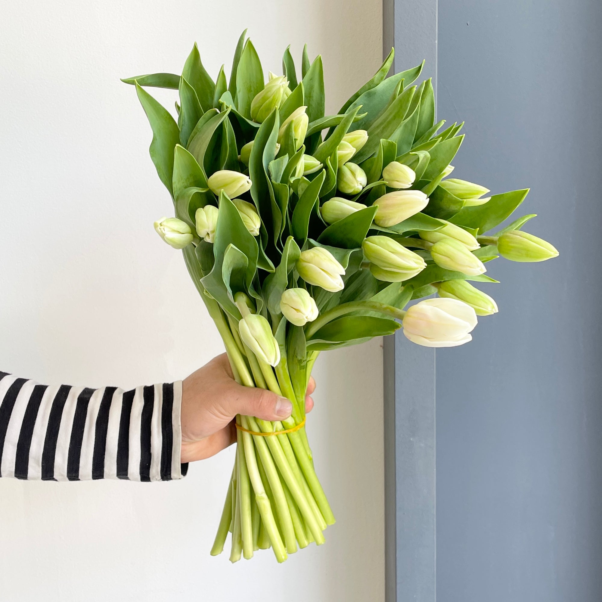 Tulips - Freewheeler White